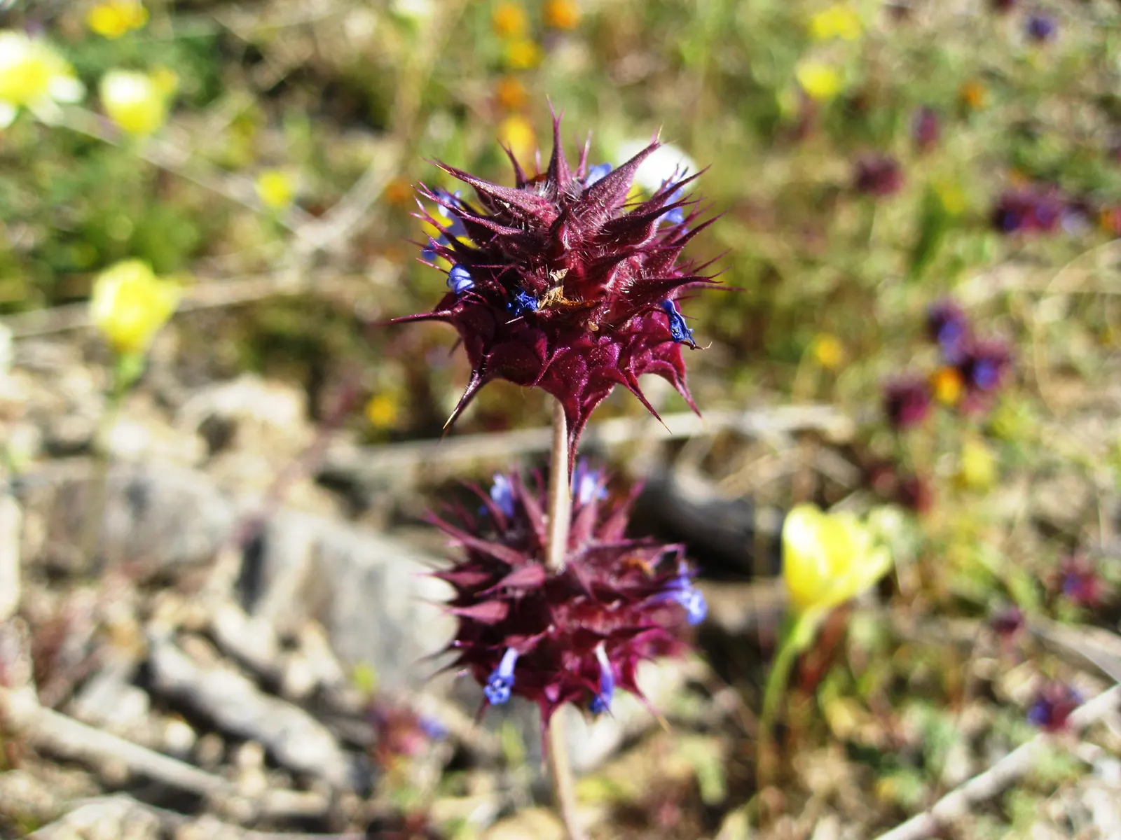 Chia (Salvia Columbariae) — it thrives in full sun and well-drained soils