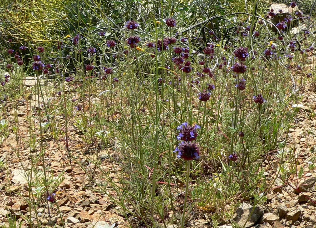 Chia (Salvia Columbariae) — requiring minimal water once established; it thrives in full sun and well-drained soils