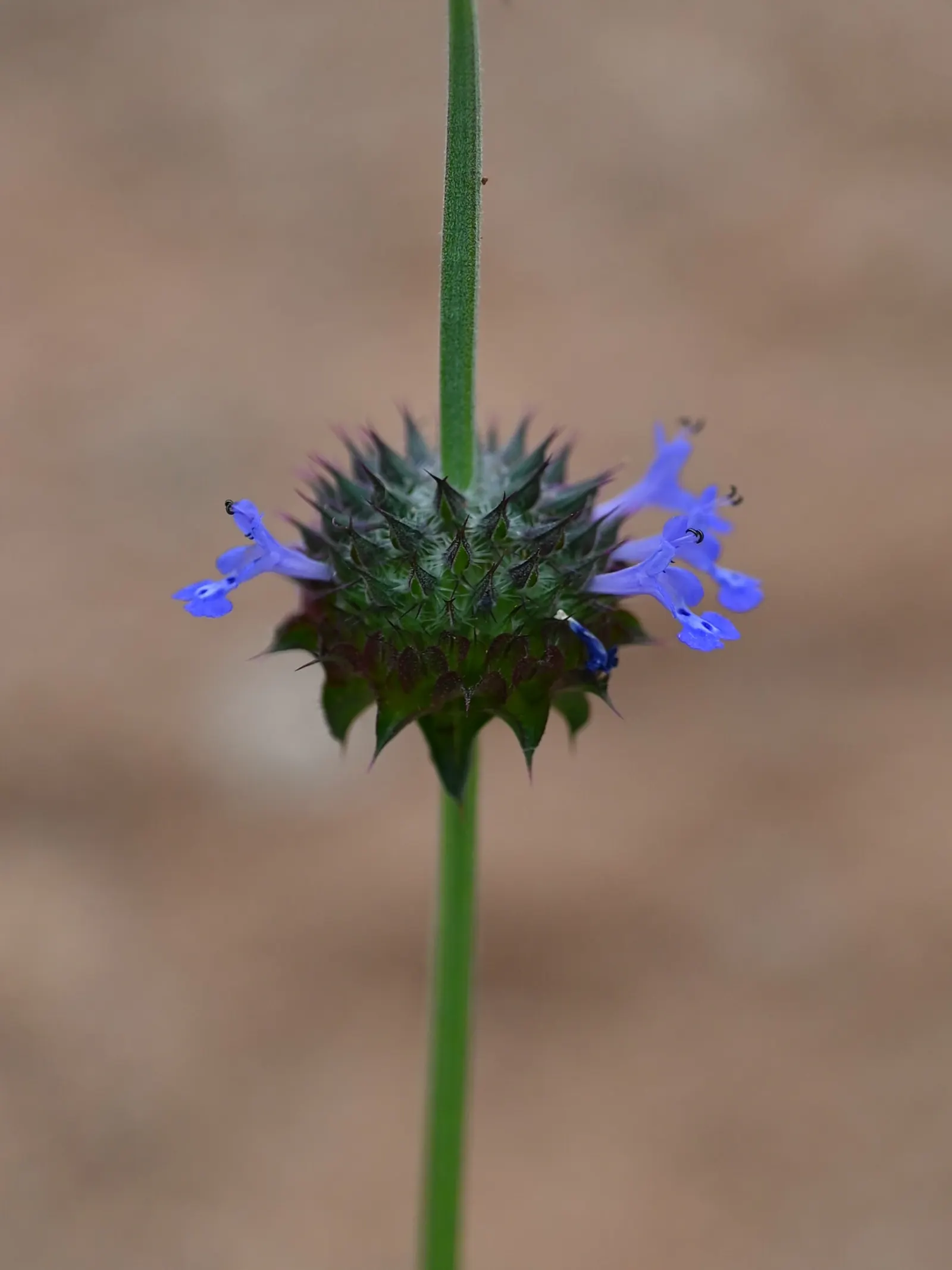 Chia (Salvia Columbariae) — It is also frost-tolerant, making it a resilient choice for a variety of regional landscapes