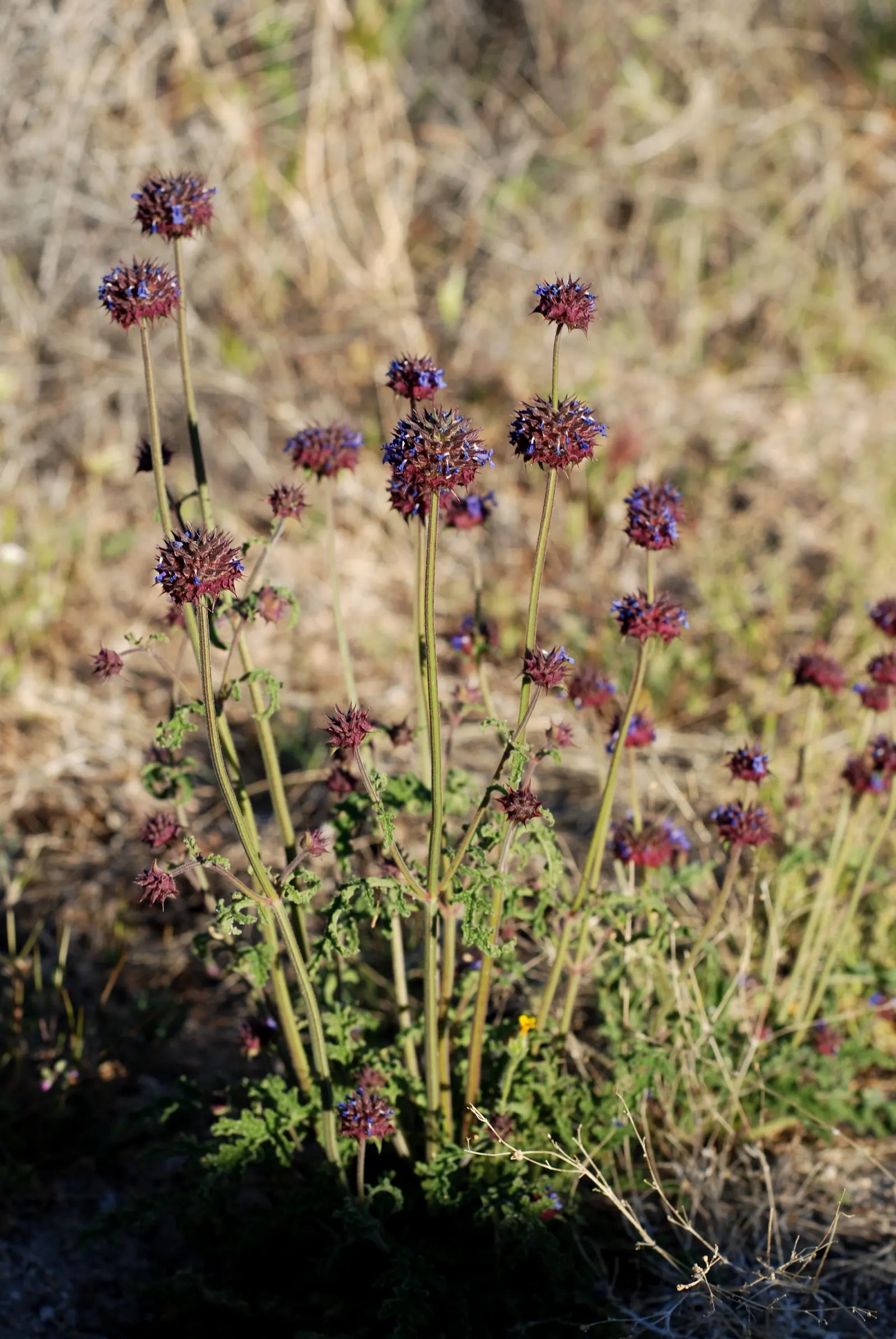 Chia (Salvia Columbariae) — Ideal for xeriscapes and native gardens in USDA zones 9-11; this low-maintenance plant is an excellent choice for borders