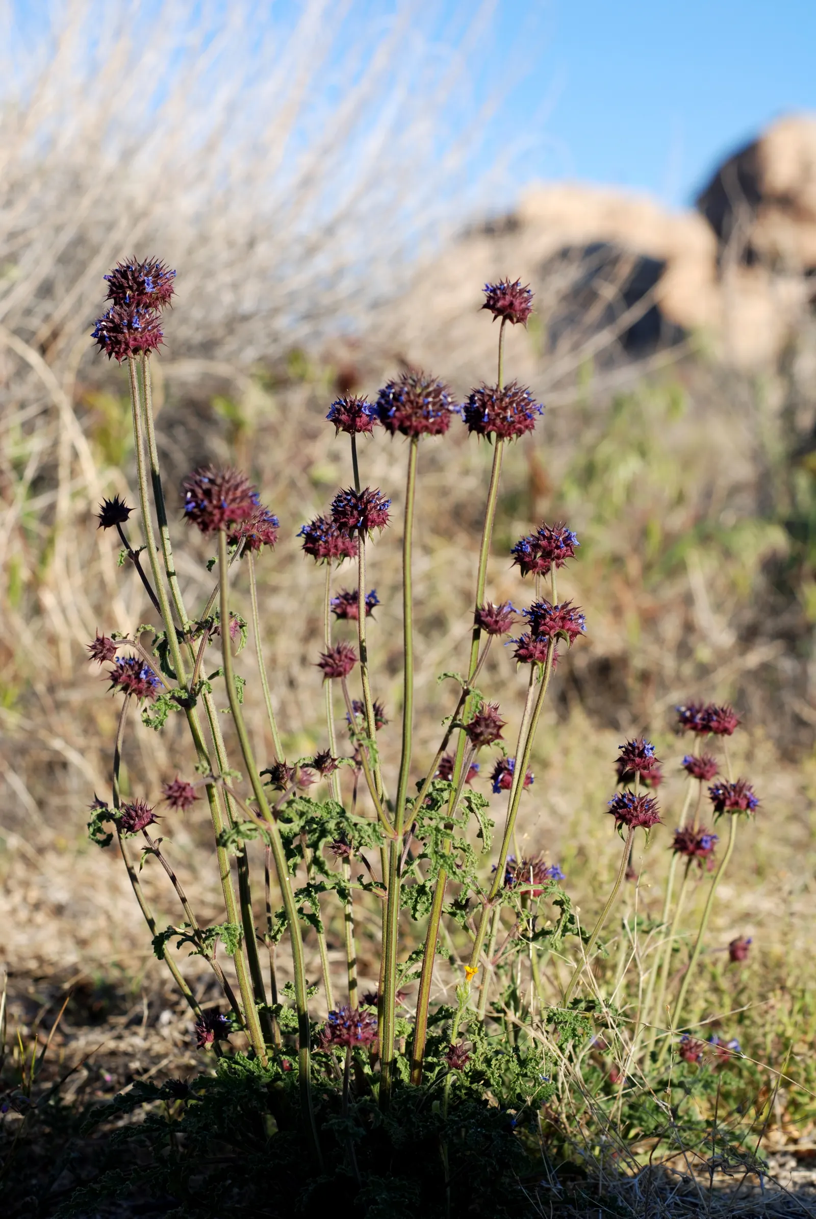 Chia (Salvia Columbariae) — which are highly aromatic when crushed