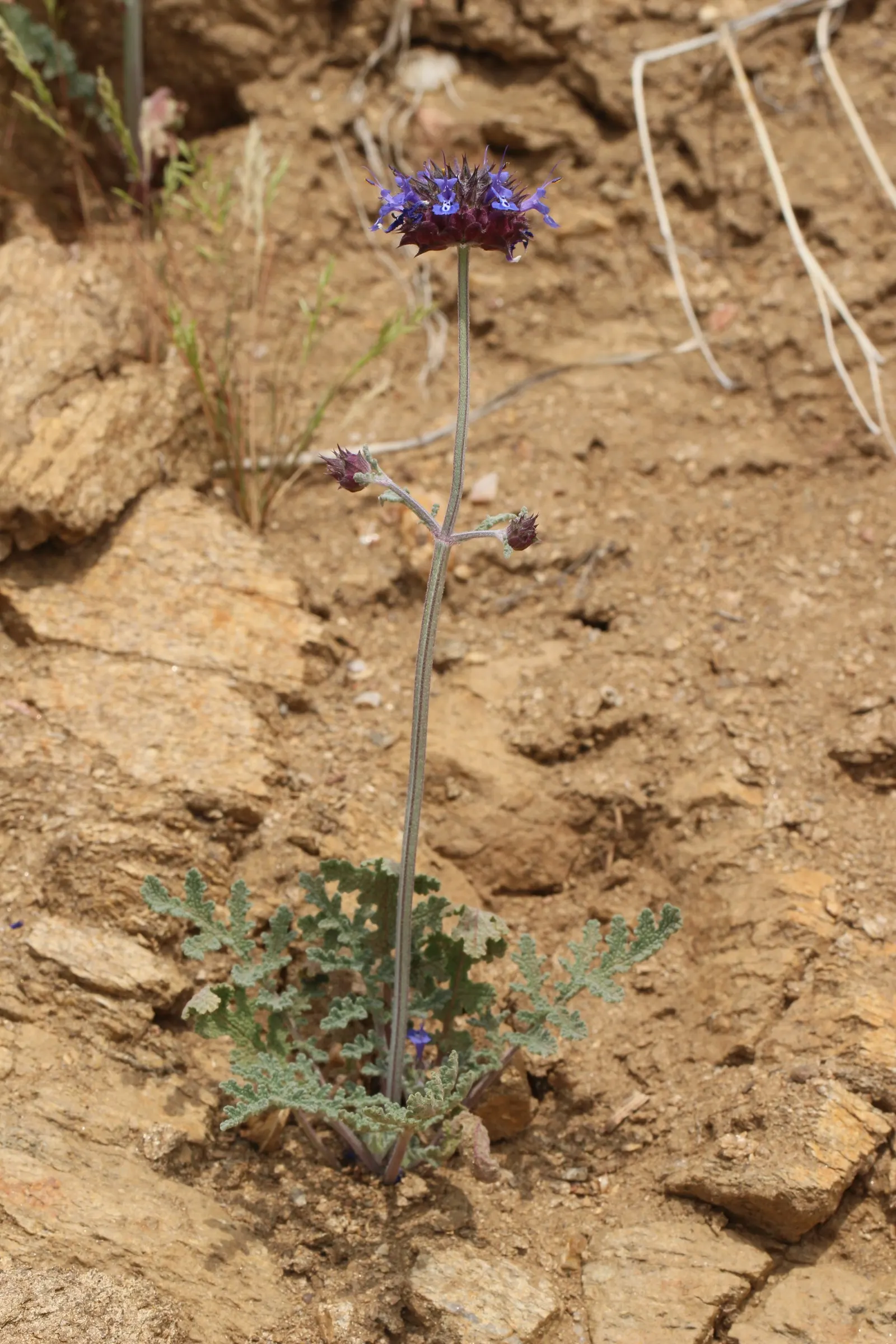 Chia (Salvia Columbariae) — promoting biodiversity within the garden.<br><br>The slender