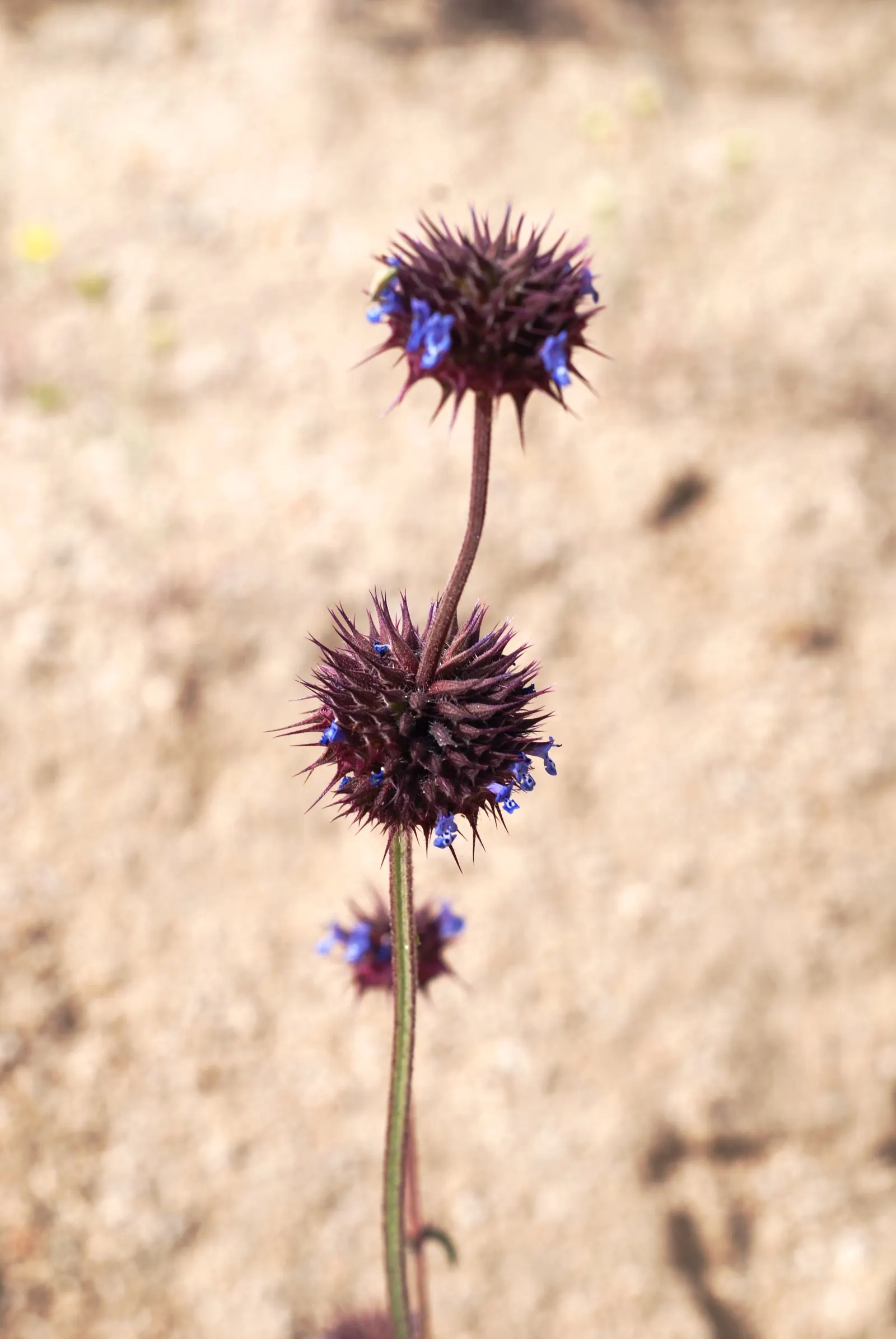 Chia (Salvia Columbariae) — A member of the Lamiaceae family; this annual herb is native to the southwestern United States and northwestern Mexico