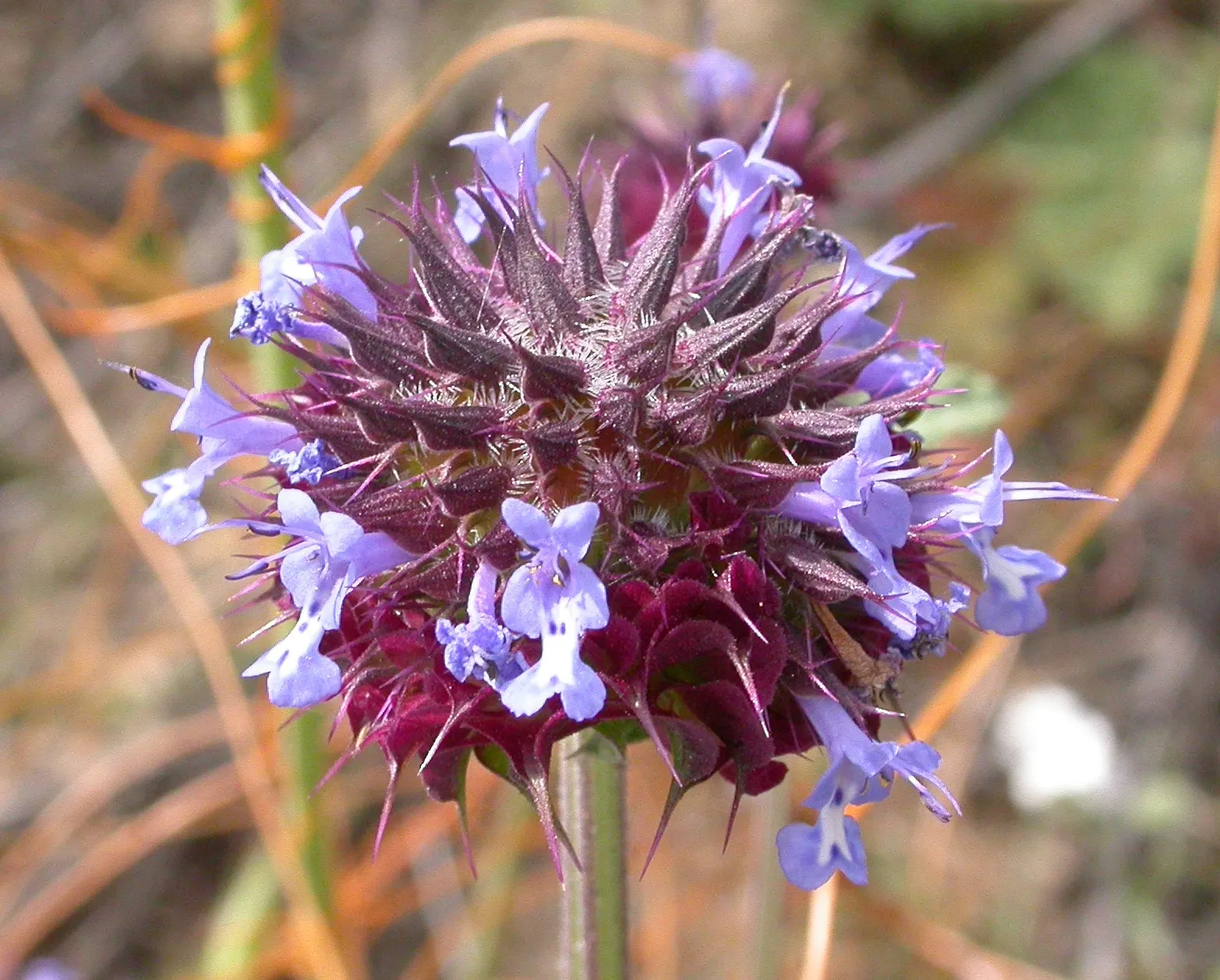 Chia (Salvia Columbariae) — Maturing around 1-1.5 feet tall and wide; adding a vibrant burst of color during the spring season