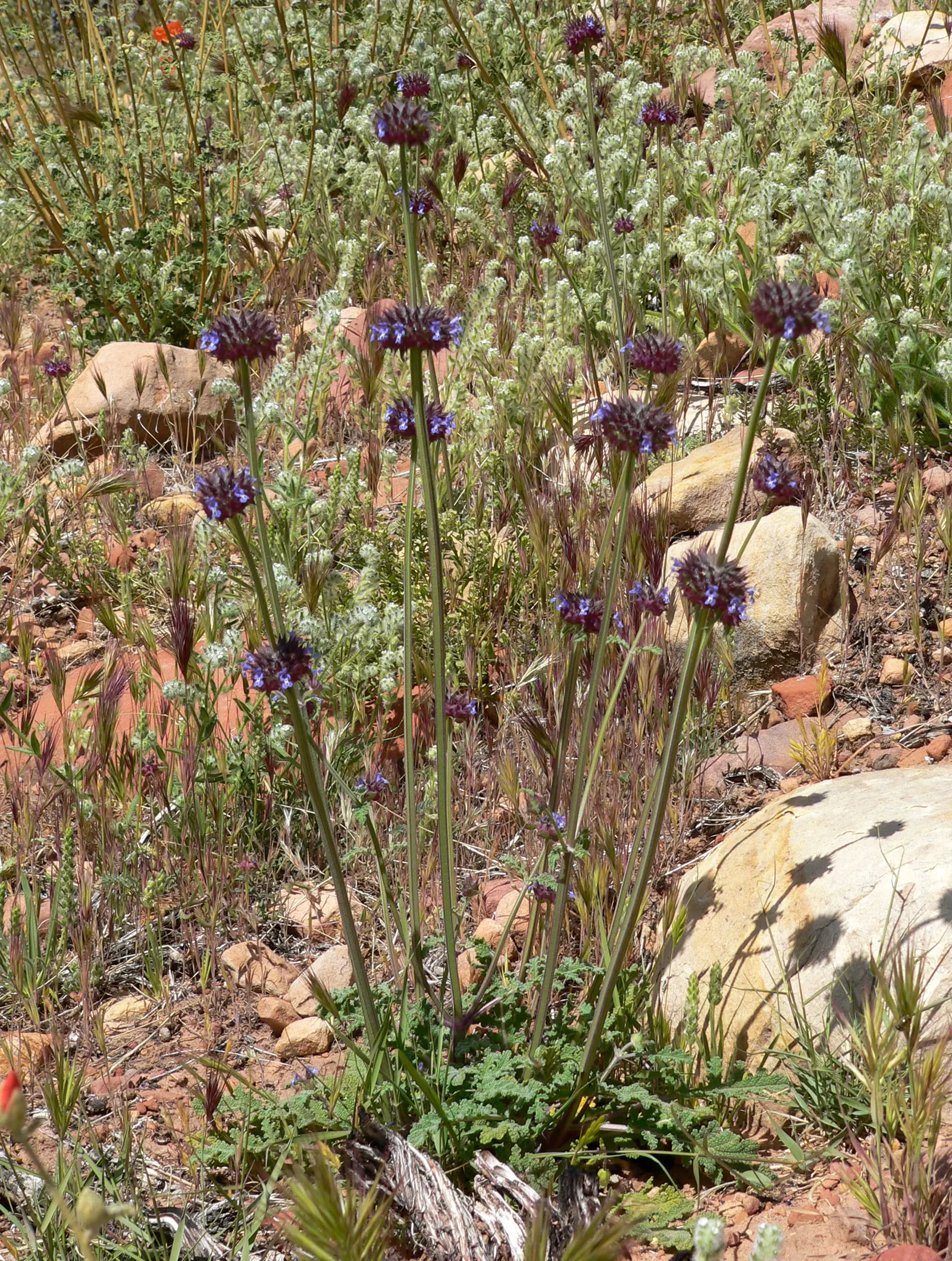 Chia (Salvia Columbariae) — or naturalistic rock gardens