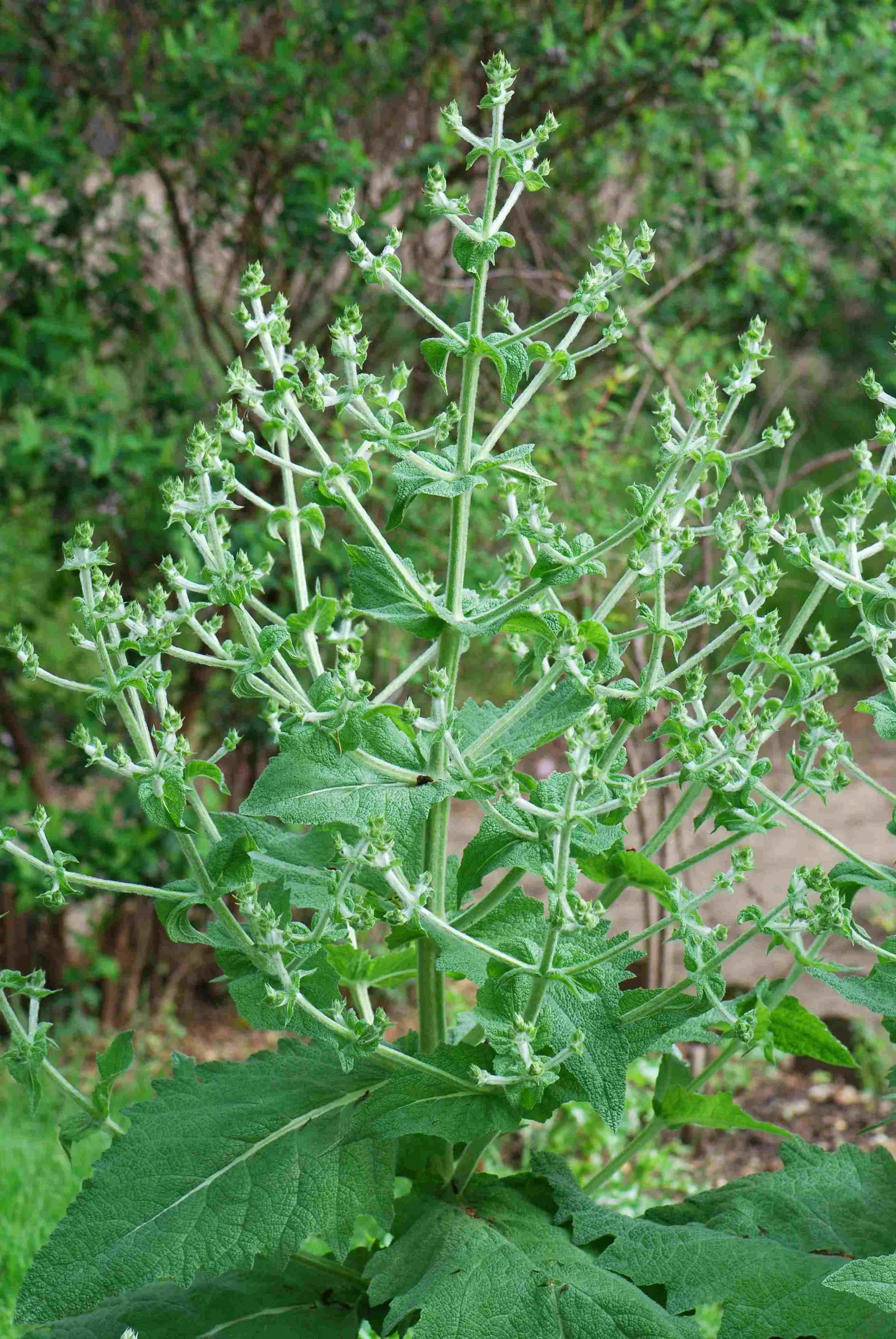 Chia (Salvia Columbariae) — thriving in full sun exposures and requiring minimal water once established; is a flowering annual herb prized for its dense