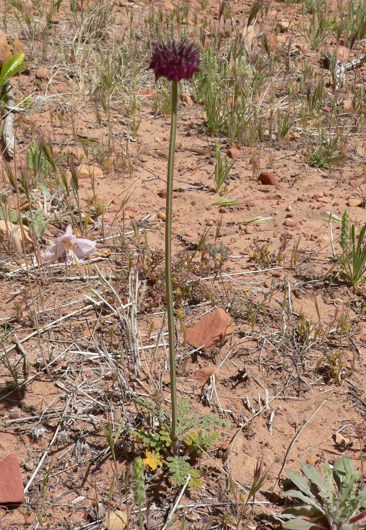 Chia (Salvia Columbariae) — Chia's blooms attract pollinators, while its seeds, rich in omega-3, add a nutritious element; thriving in full sun exposures and
