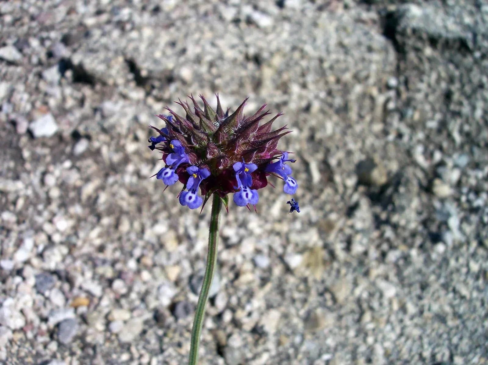 Chia (Salvia Columbariae) — thriving in full sun exposures and requiring minimal water once established
