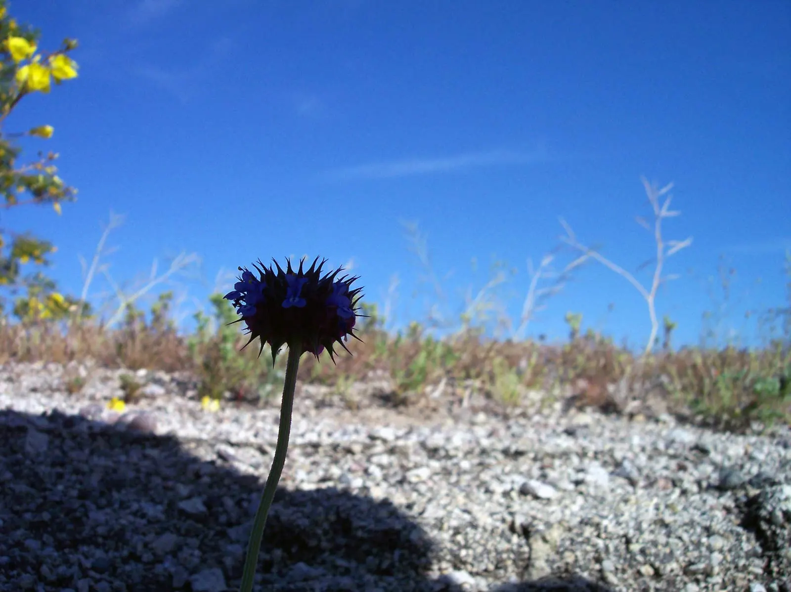 Chia (Salvia Columbariae) — upright stems are clothed with pinnately lobed leaves