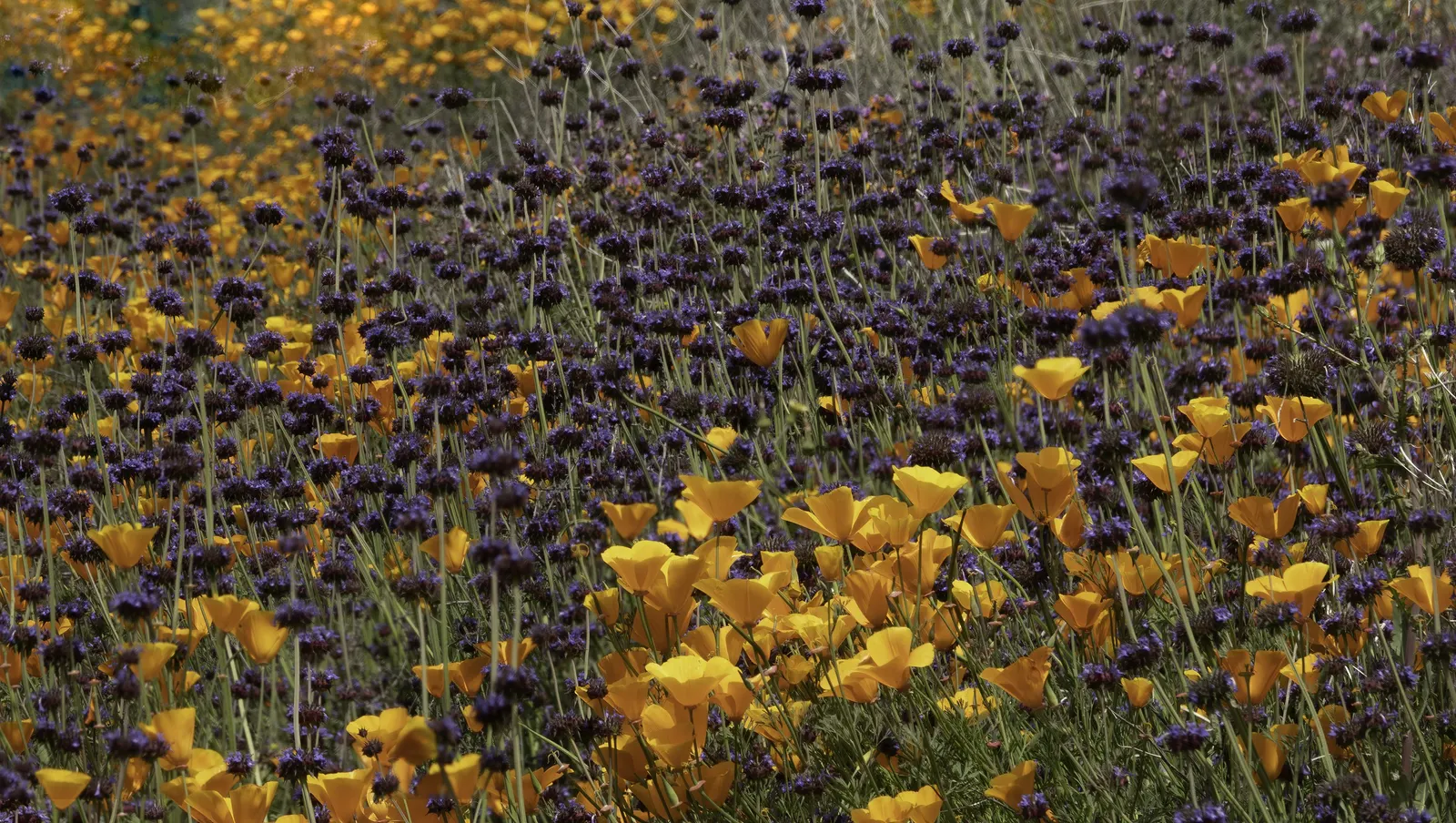 Chia (Salvia Columbariae) — Chia seeds - harvested from the plant's dry