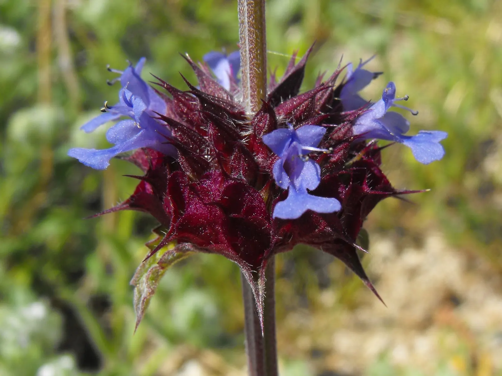 Chia (Salvia Columbariae) — upright stems are clothed with pinnately lobed leaves; annual for full or half