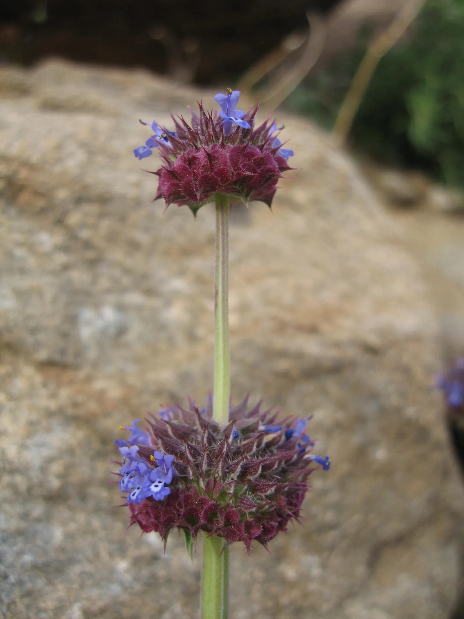 Chia (Salvia Columbariae) — promoting biodiversity within the garden.<br><br>The slender; chia seeds - harvested from the plant's dry