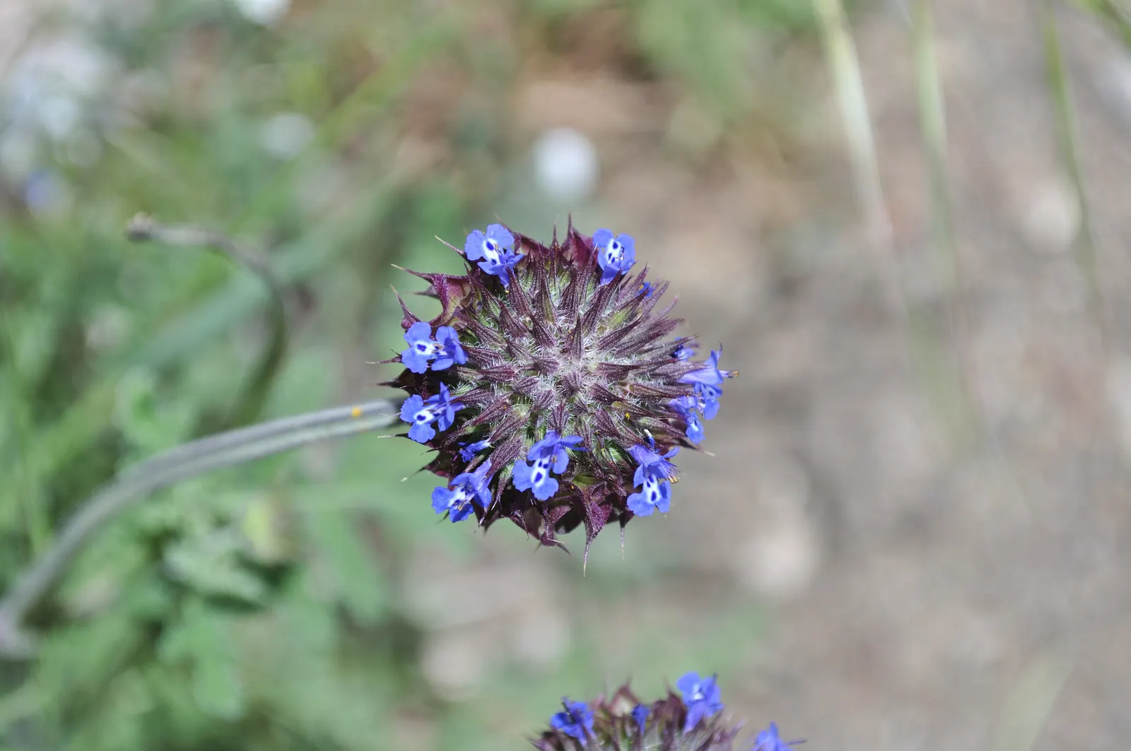 Chia (Salvia Columbariae) — This low-maintenance plant is an excellent choice for borders; ideal for xeriscapes and native gardens in USDA zones 9-11