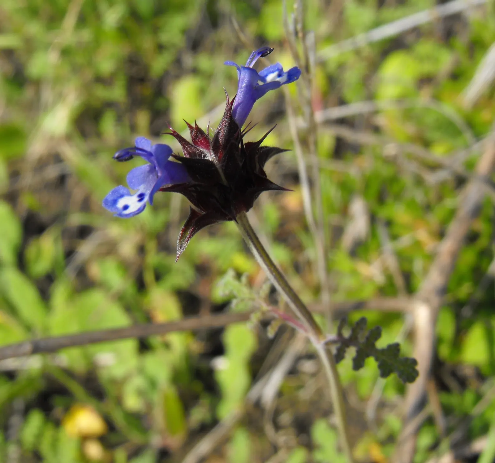 Chia (Salvia Columbariae) — Chia seeds - harvested from the plant's dry; which are highly aromatic when crushed