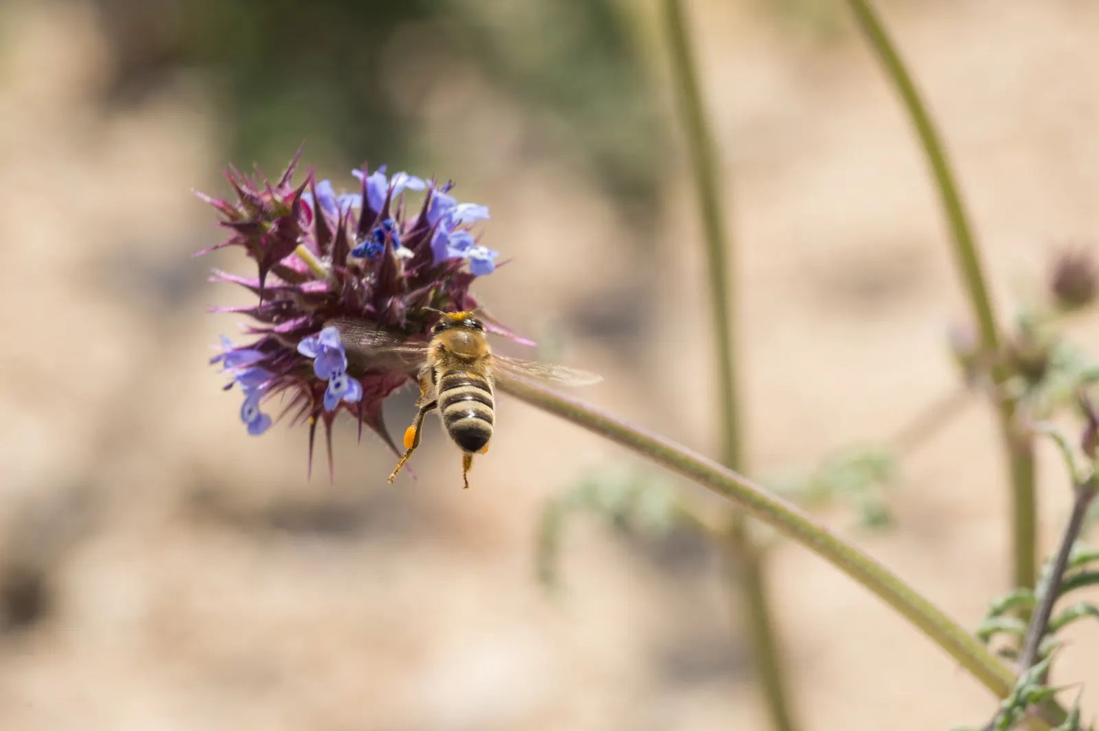 Chia (Salvia Columbariae) — or naturalistic rock gardens; upright stems are clothed with pinnately lobed leaves