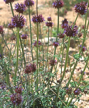 Chia (Salvia Columbariae) — Chia's blooms attract pollinators, while its seeds, rich in omega-3, add a nutritious element