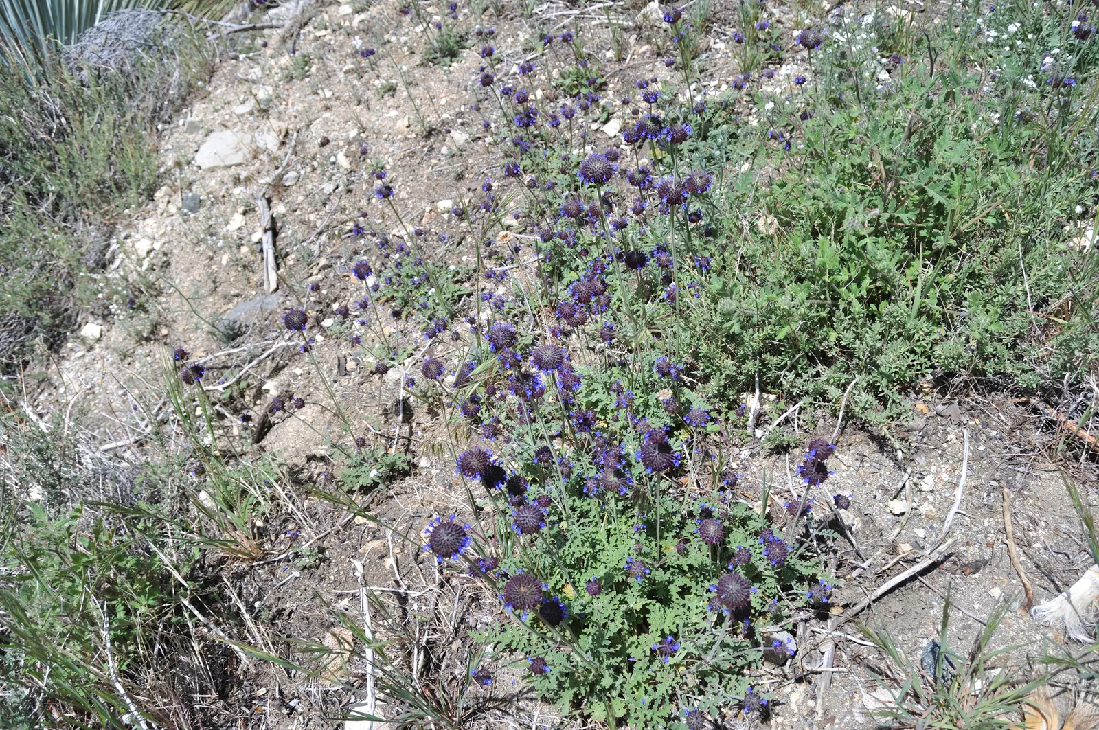 Chia (Salvia Columbariae) — It is also frost-tolerant, making it a resilient choice for a variety of regional landscapes; annual with blue blooms