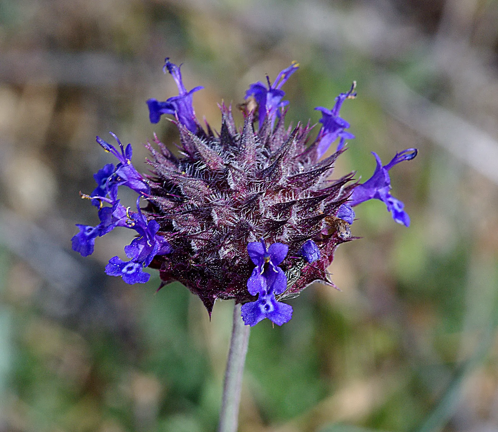 Chia (Salvia Columbariae) — this annual herb is native to the southwestern United States and northwestern Mexico; it is also frost-tolerant, making it a