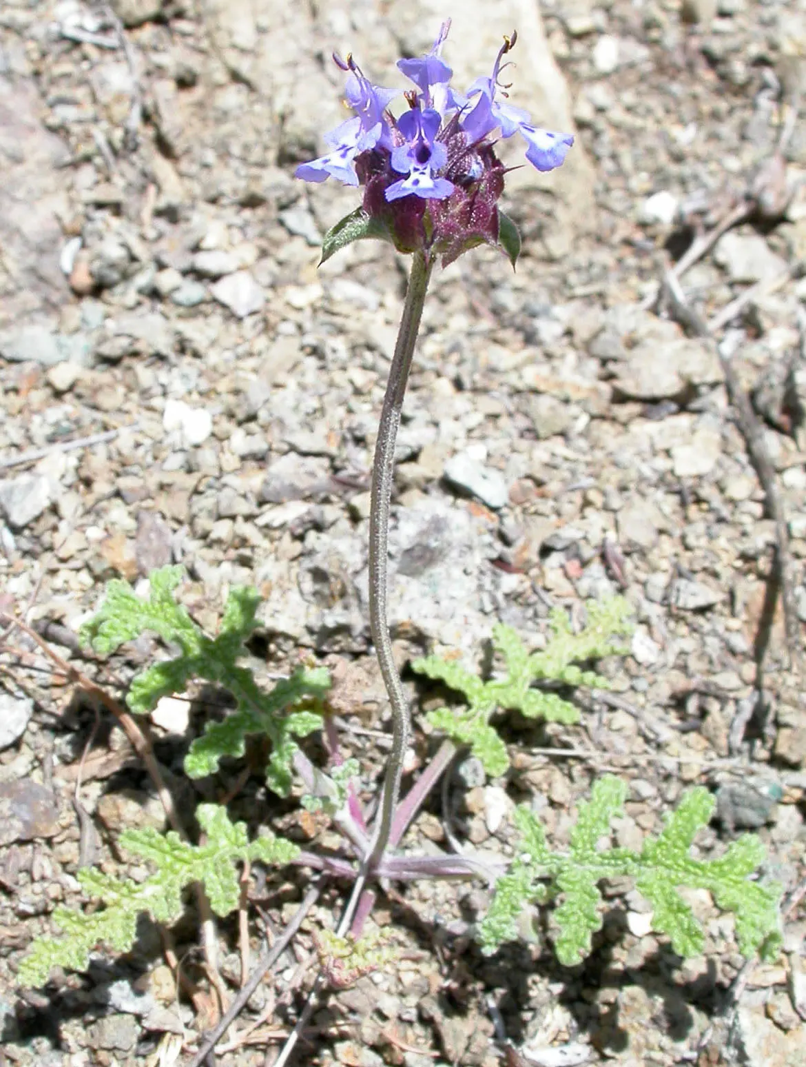 Chia (Salvia Columbariae) — which are highly aromatic when crushed; commonly referred to as Chia or Golden Chia