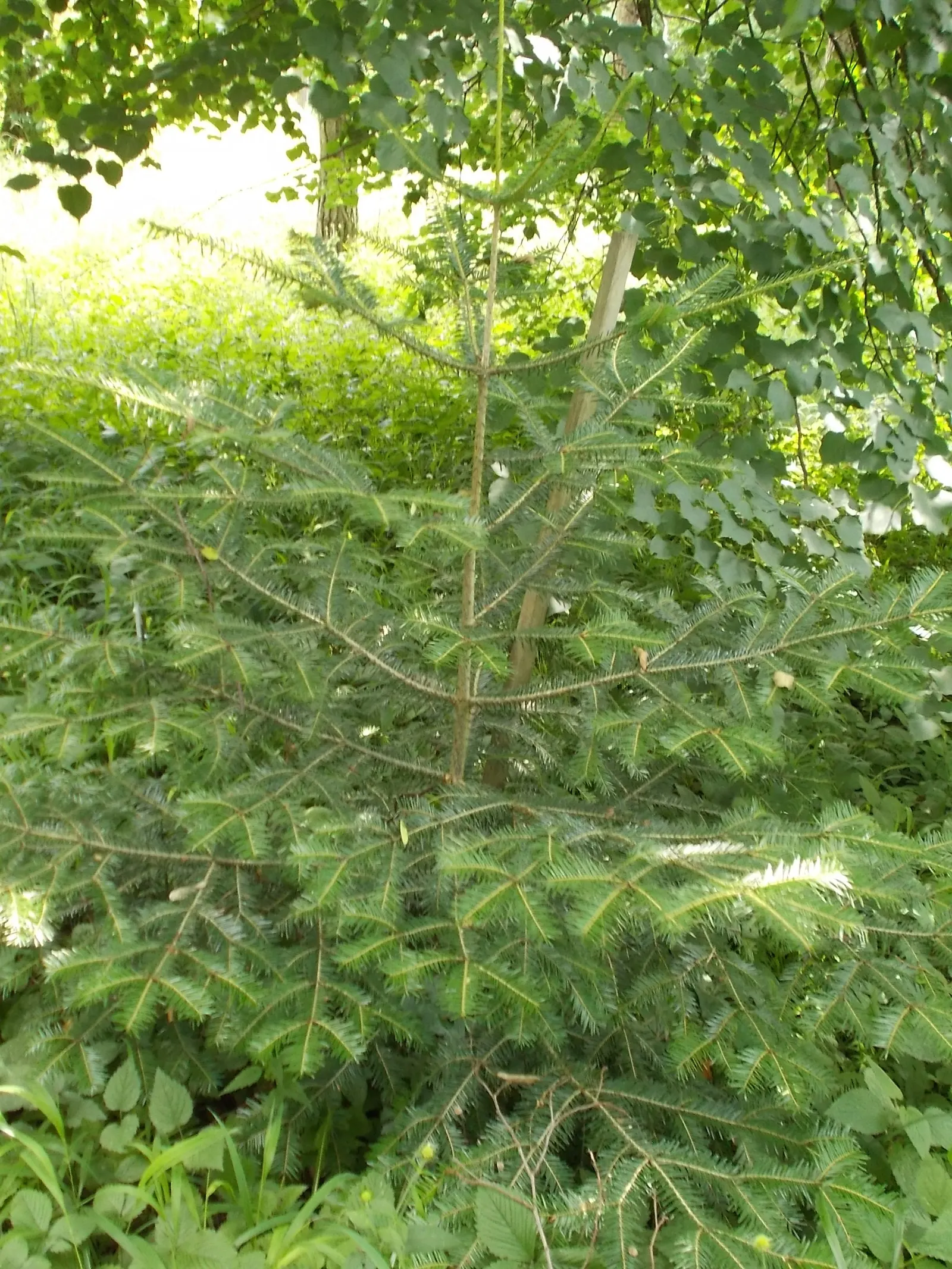 Blue Spanish Fir (Abies Pinsapo 'Glauca') — scientifically named Abies pinsapo 'Glauca'