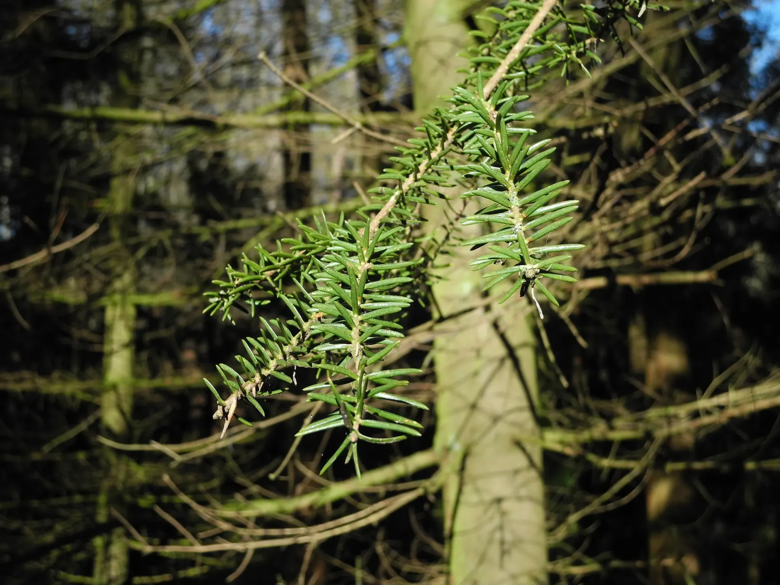 Blue Spanish Fir (Abies Pinsapo 'Glauca') — is prized for its striking blue-gray needles and symmetrical growth