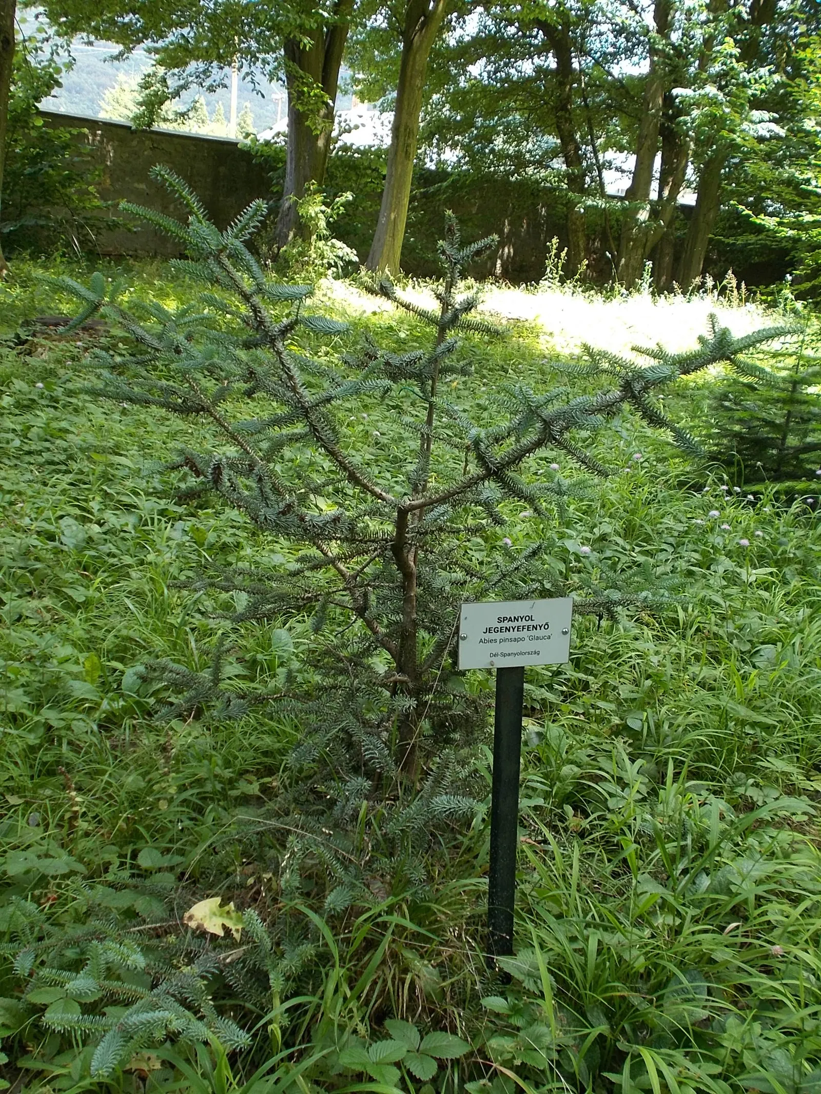 Blue Spanish Fir (Abies Pinsapo 'Glauca') — Hardy and low-maintenance, this fir provides year-round interest