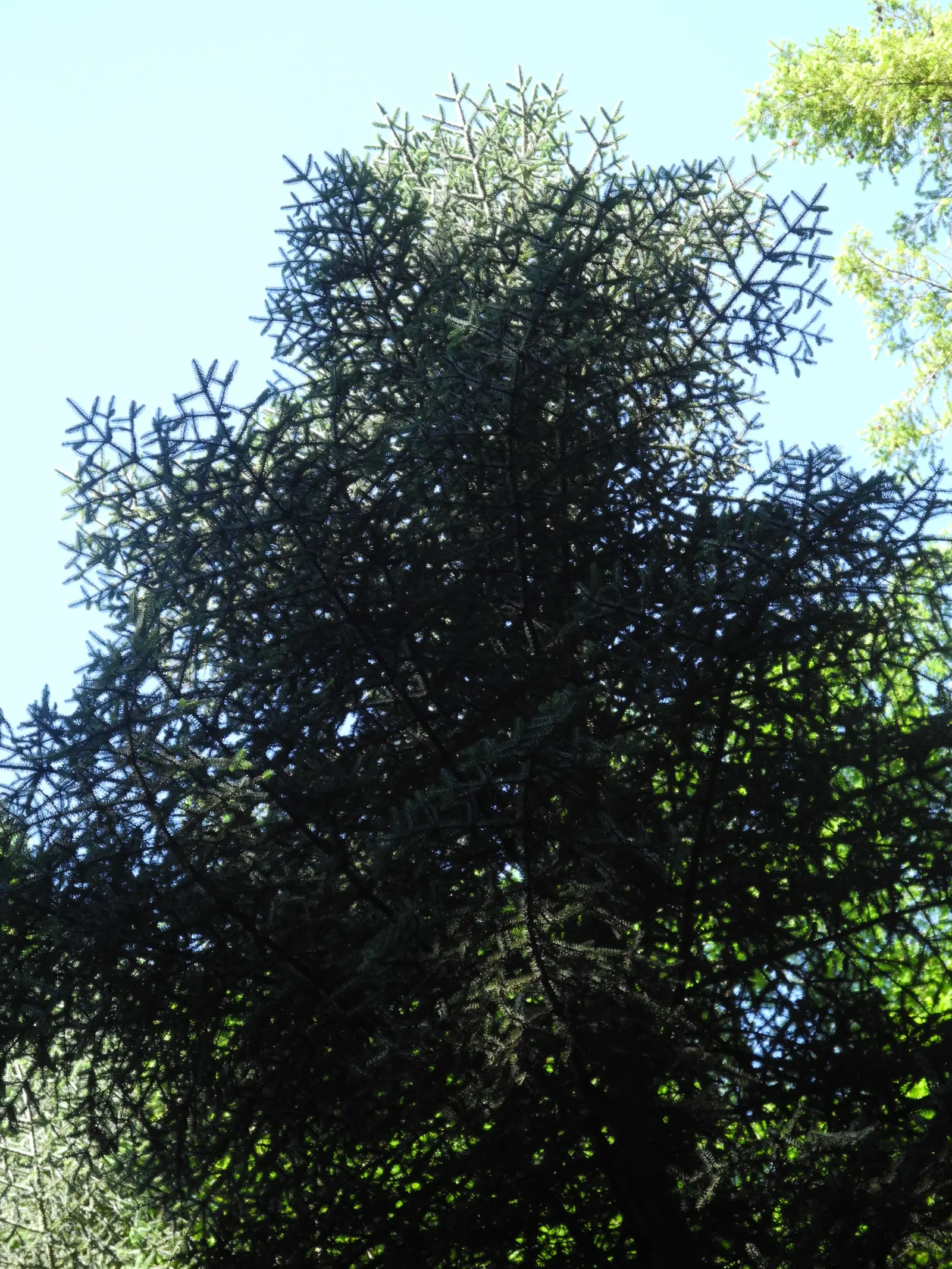 Blue Spanish Fir (Abies Pinsapo 'Glauca') — Drought-tolerant once established, it thrives in full sun and well-drained soil