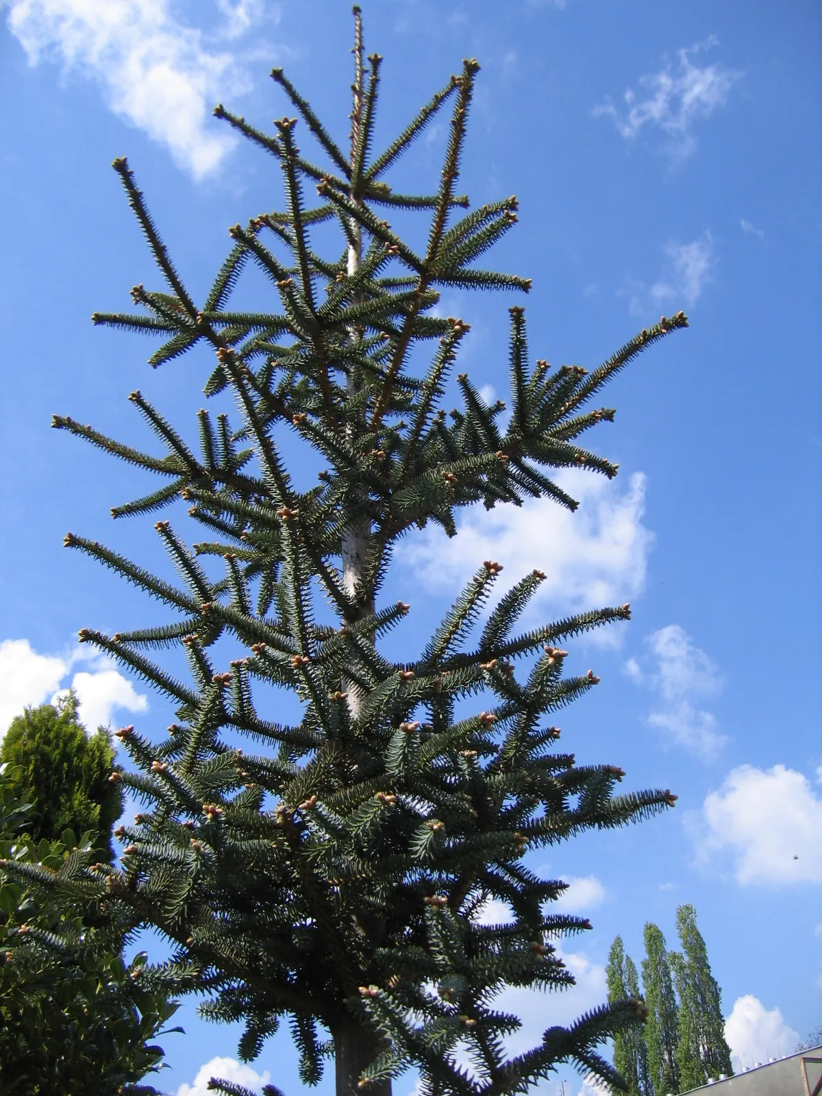 Blue Spanish Fir (Abies Pinsapo 'Glauca') — is a stunning coniferous evergreen that imparts a touch of majestic beauty to any landscape design