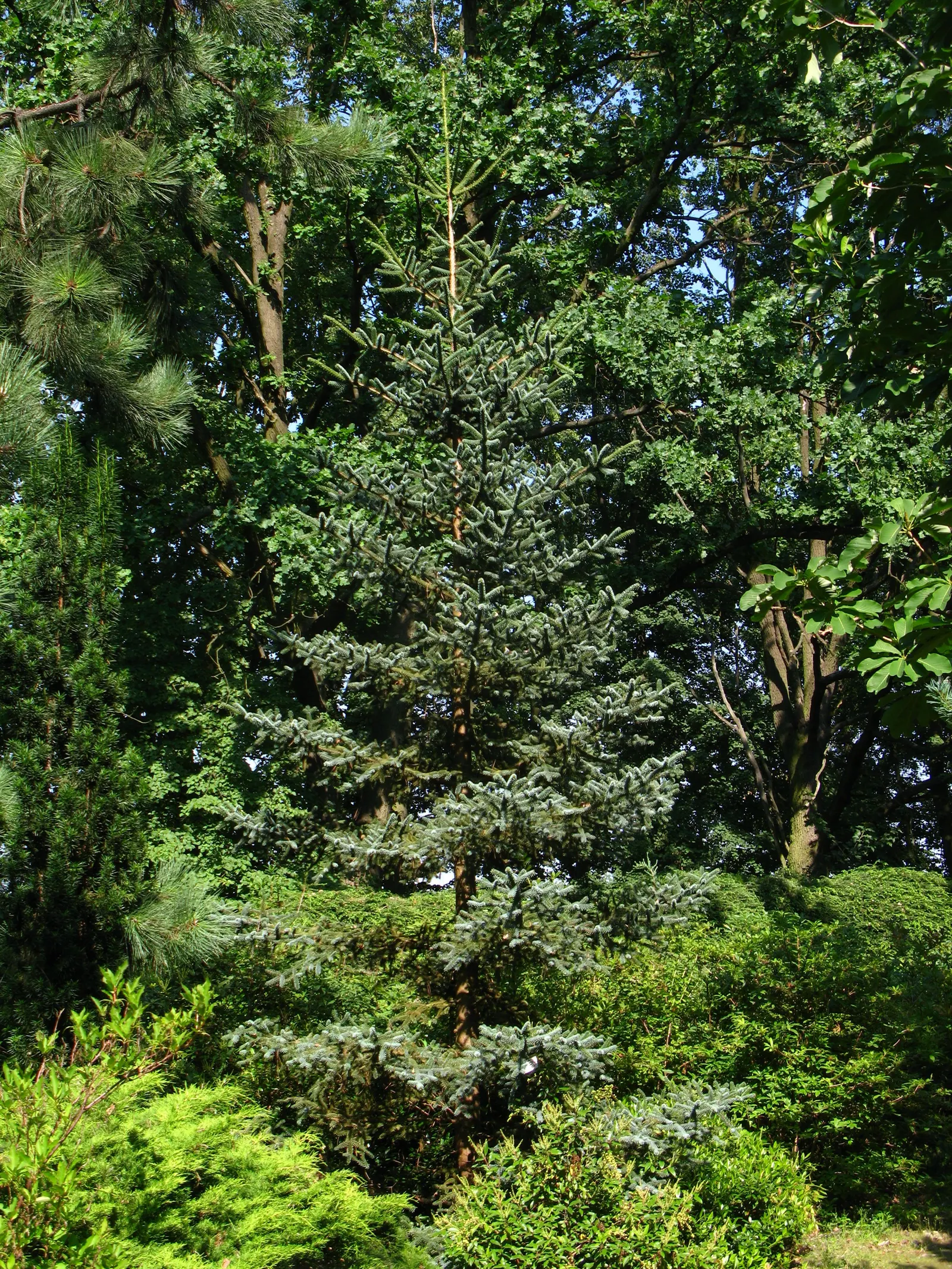 Blue Spanish Fir (Abies Pinsapo 'Glauca') — presenting a shimmering silvery effect when kissed by the sunlight