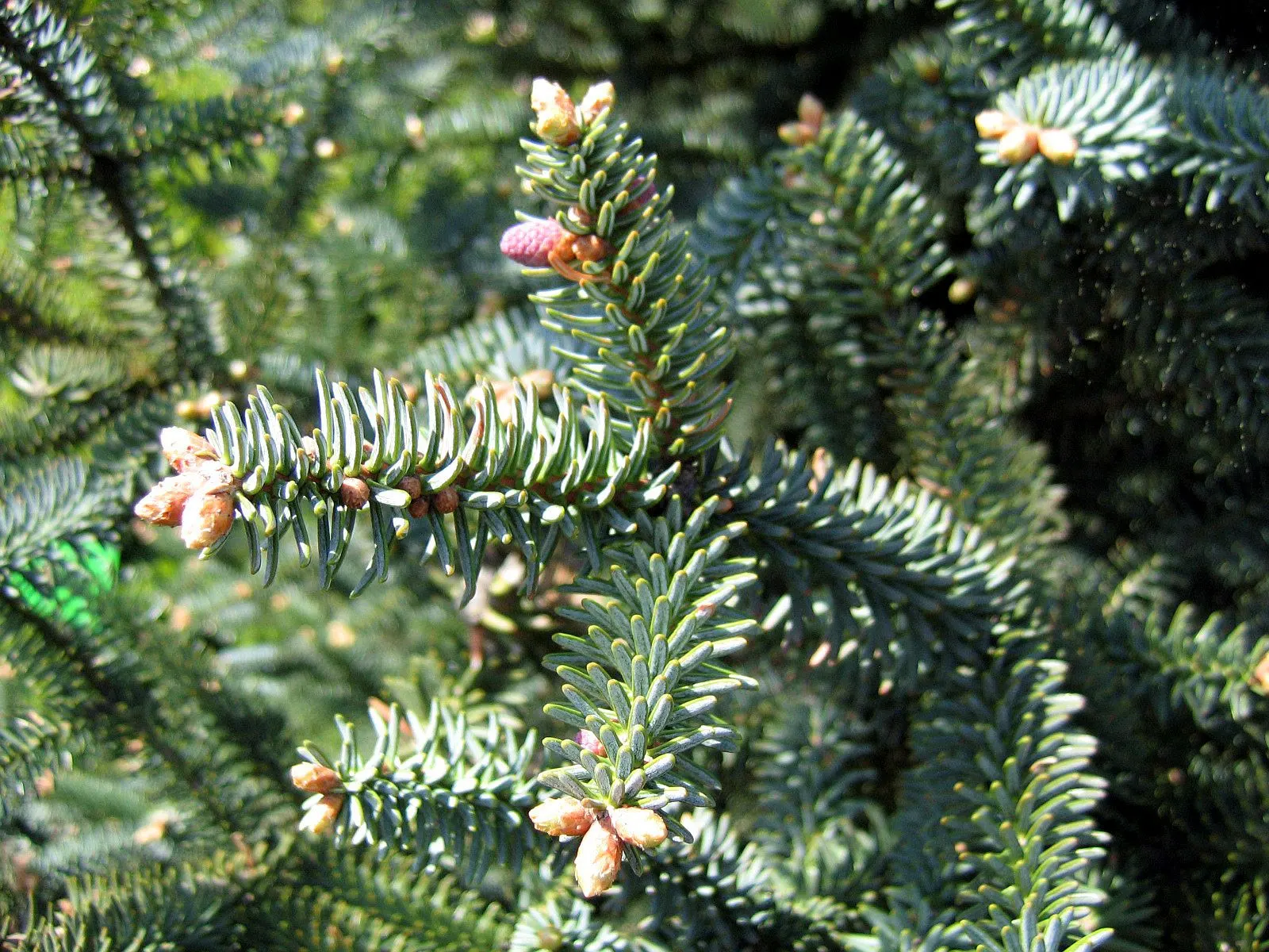 Blue Spanish Fir (Abies Pinsapo 'Glauca') — This fir cultivar is renowned for its striking blue-gray needles