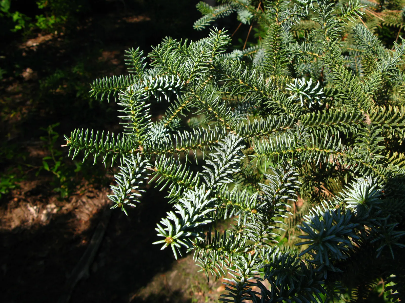 Blue Spanish Fir (Abies Pinsapo 'Glauca') — which densely coat its branches