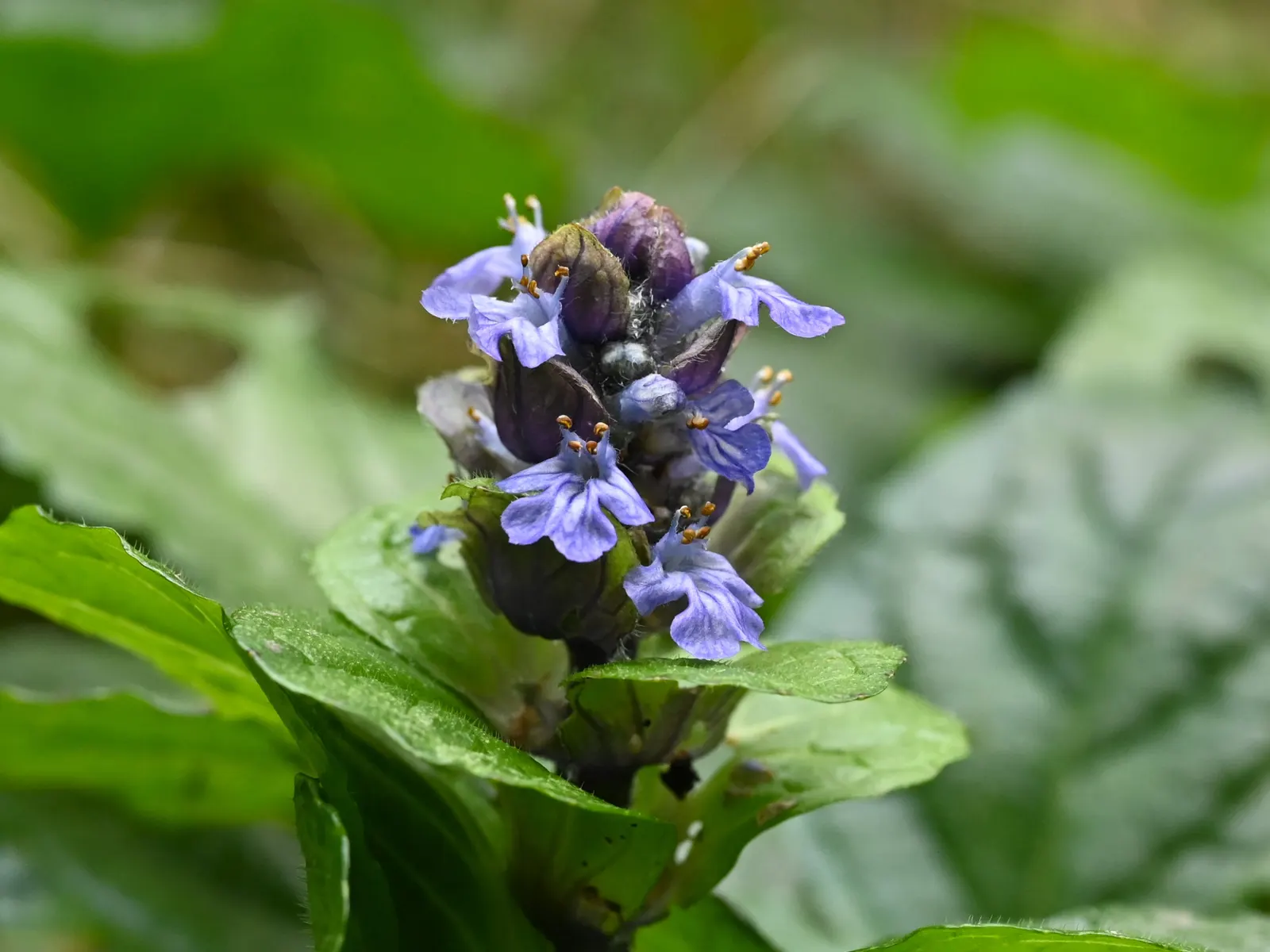 Carpet Bugle (Ajuga 'Blueberry Muffin') — Ideal for shady spots, it requires minimal maintenance and is drought-tolerant once established