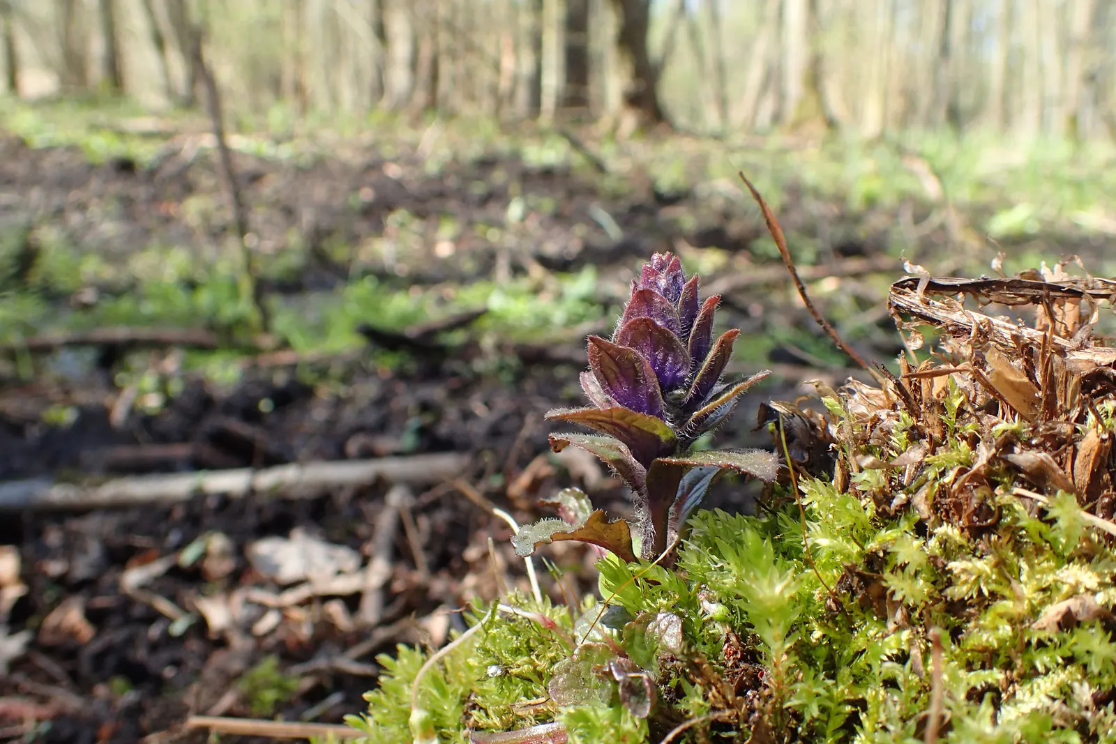 Carpet Bugle (Ajuga 'Blueberry Muffin') — This vigorous cultivar thrives in U.S; tolerating a wide range of soil types