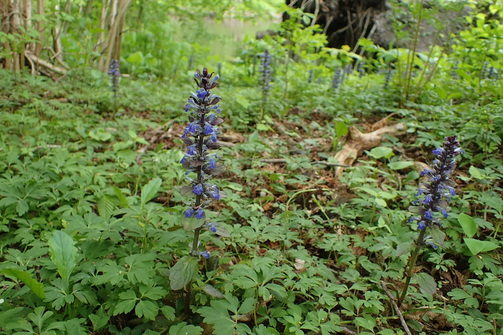 Carpet Bugle (Ajuga 'Blueberry Muffin') — Ideal for shady spots, it requires minimal maintenance and is drought-tolerant once established; it is low