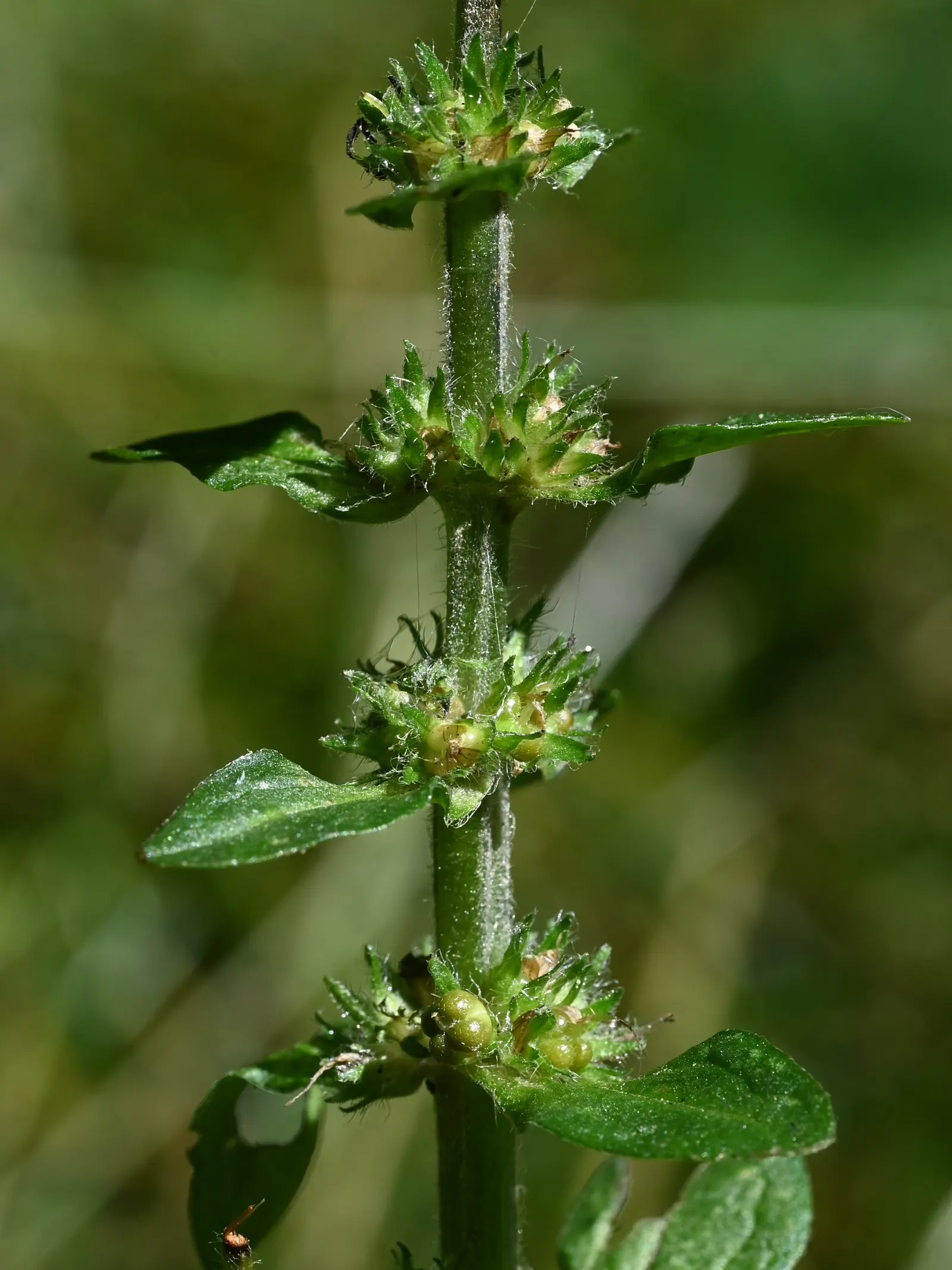 Carpet Bugle (Ajuga 'Blueberry Muffin') — standing roughly 4 to 6 inches tall; this plant's ability to suppress weeds and its evergreen leaves in, image 82
