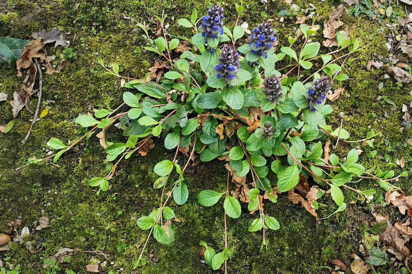 Carpet Bugle (Ajuga 'Blueberry Muffin') — low-growing perennial that adds a burst of color to any landscape design; commonly known as Carpet Bugle