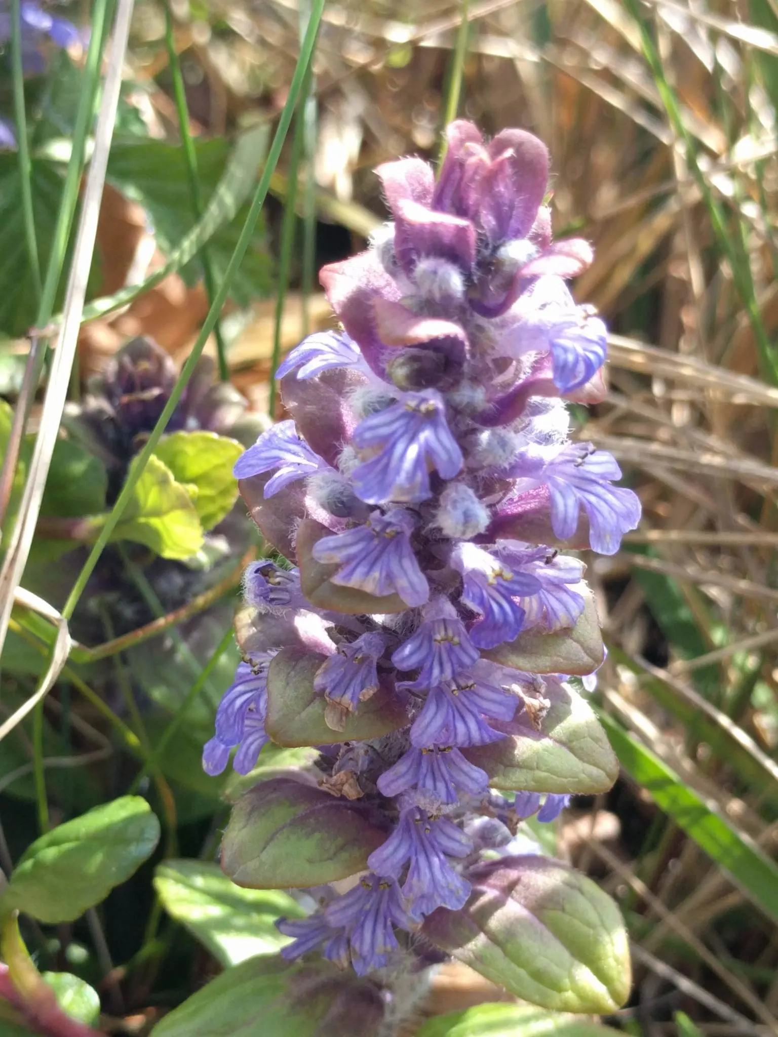 Carpet Bugle (Ajuga 'Blueberry Muffin') — It is low maintenance and resists deer; making it an excellent choice for busy gardeners seeking a, image 85
