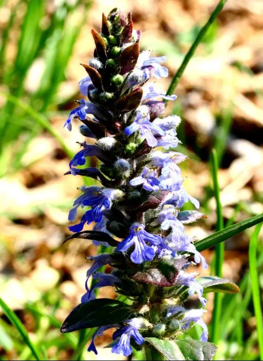 Carpet Bugle (Ajuga 'Blueberry Muffin') — Reaching 3-6 inches in height with a spread of up to 28 inches; for optimal vigor and spread, planting, image 95