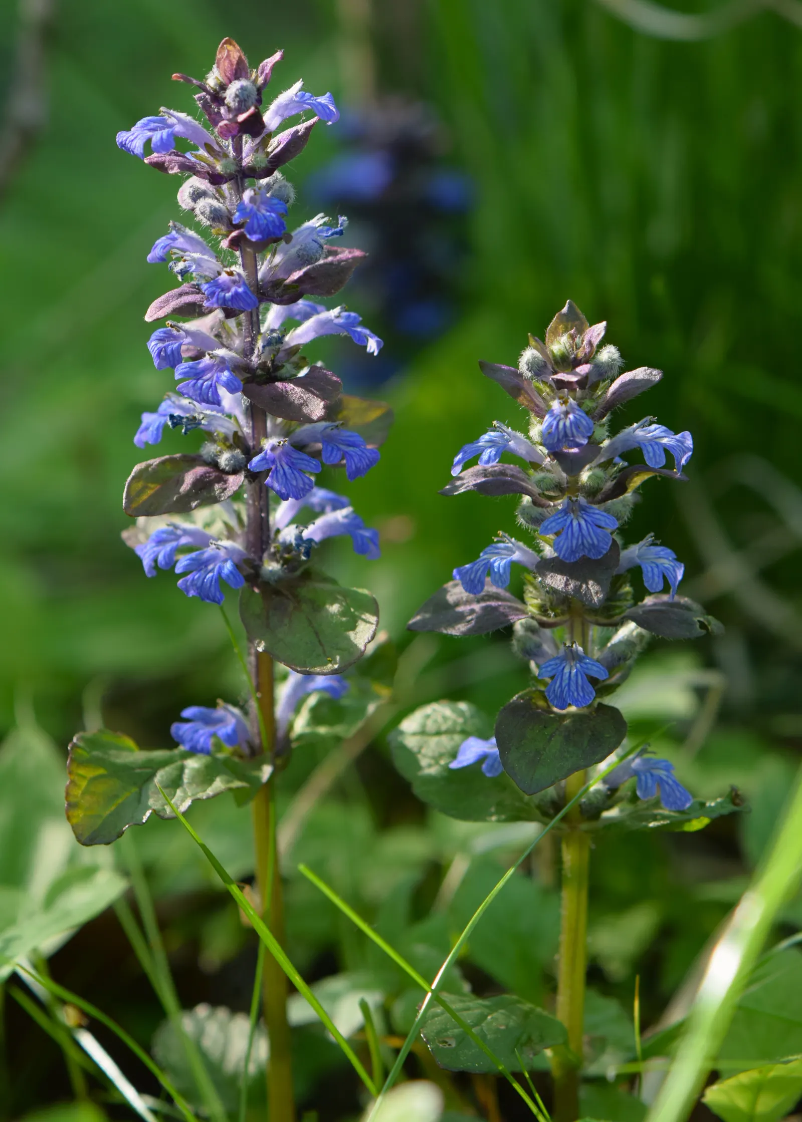 Carpet Bugle (Ajuga 'Blueberry Muffin') — making it an excellent choice for busy gardeners seeking a hassle-free planting