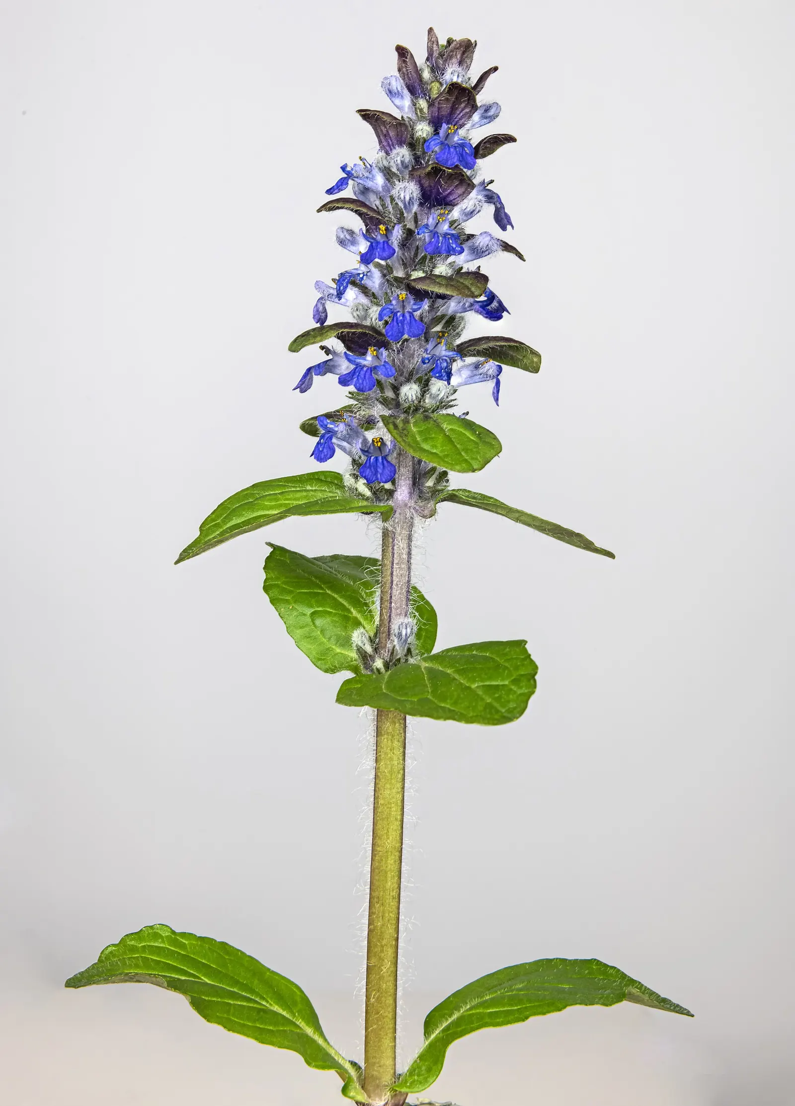 Carpet Bugle (Ajuga 'Blueberry Muffin') — This plant's ability to suppress weeds and its evergreen leaves in milder climates ensure year-round, image 42