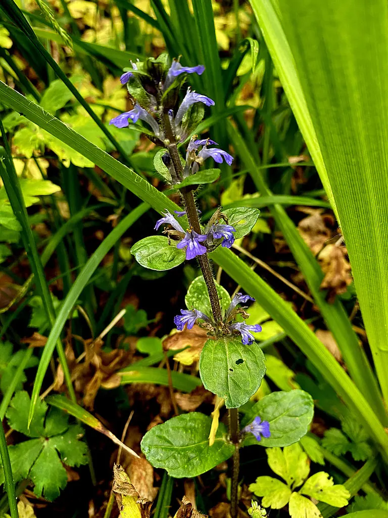 Carpet Bugle (Ajuga 'Blueberry Muffin') — Its attractive, textured leaves transition from burgundy in spring to a deep green