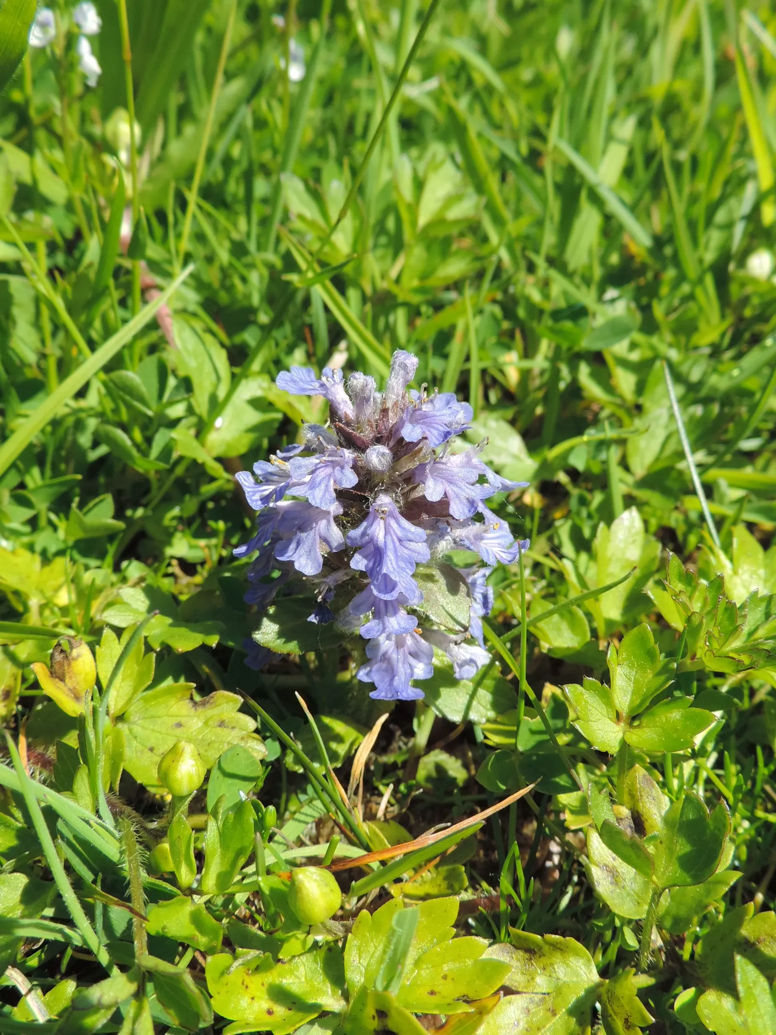 Carpet Bugle (Ajuga 'Blueberry Muffin') — provided there is good drainage; 'Blueberry Muffin' presents a dense mat of glossy, image 84