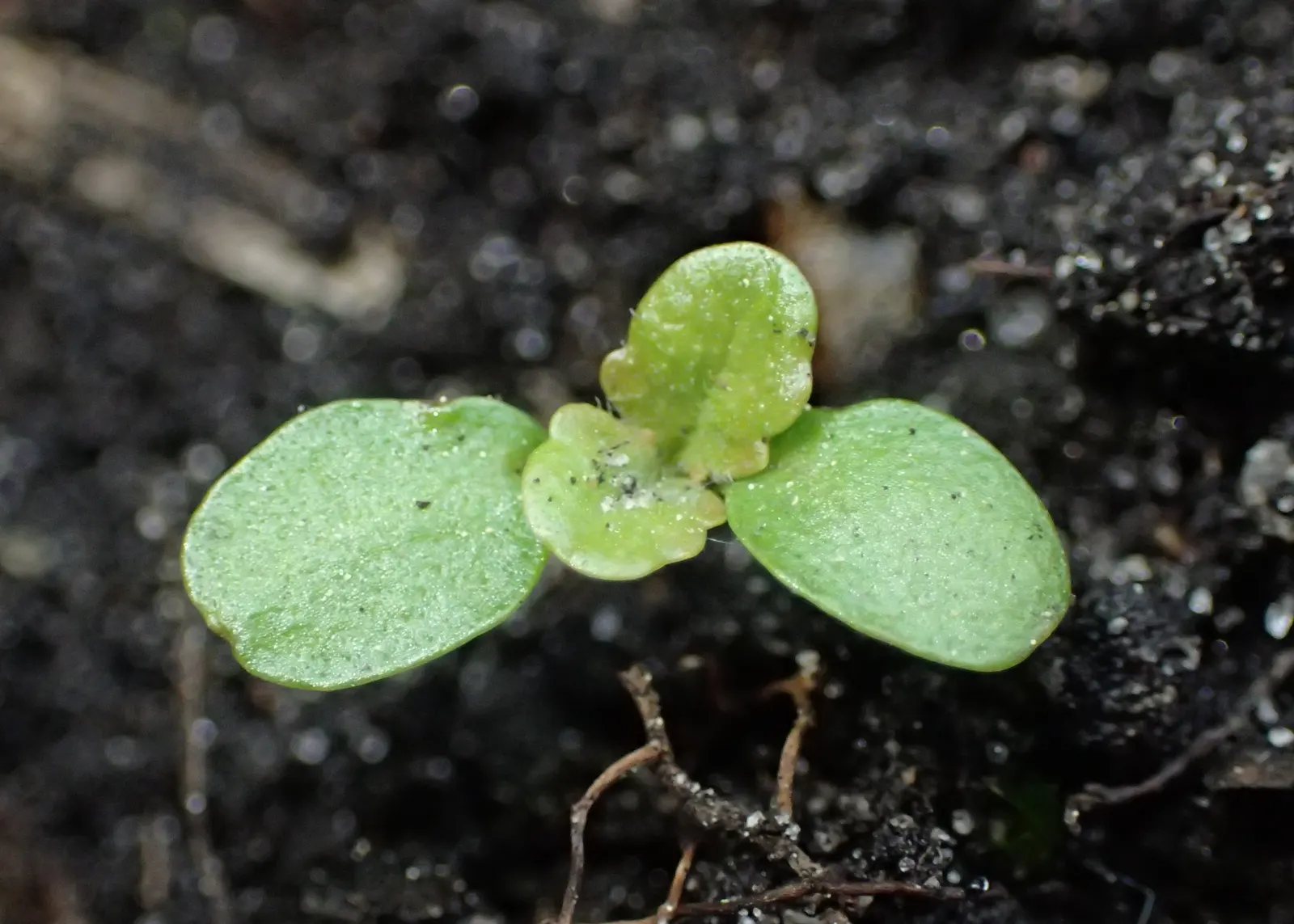 Carpet Bugle (Ajuga 'Blueberry Muffin') — blue flowers in the garden; ideal for shady spots, it requires minimal maintenance and is drought-tolerant once