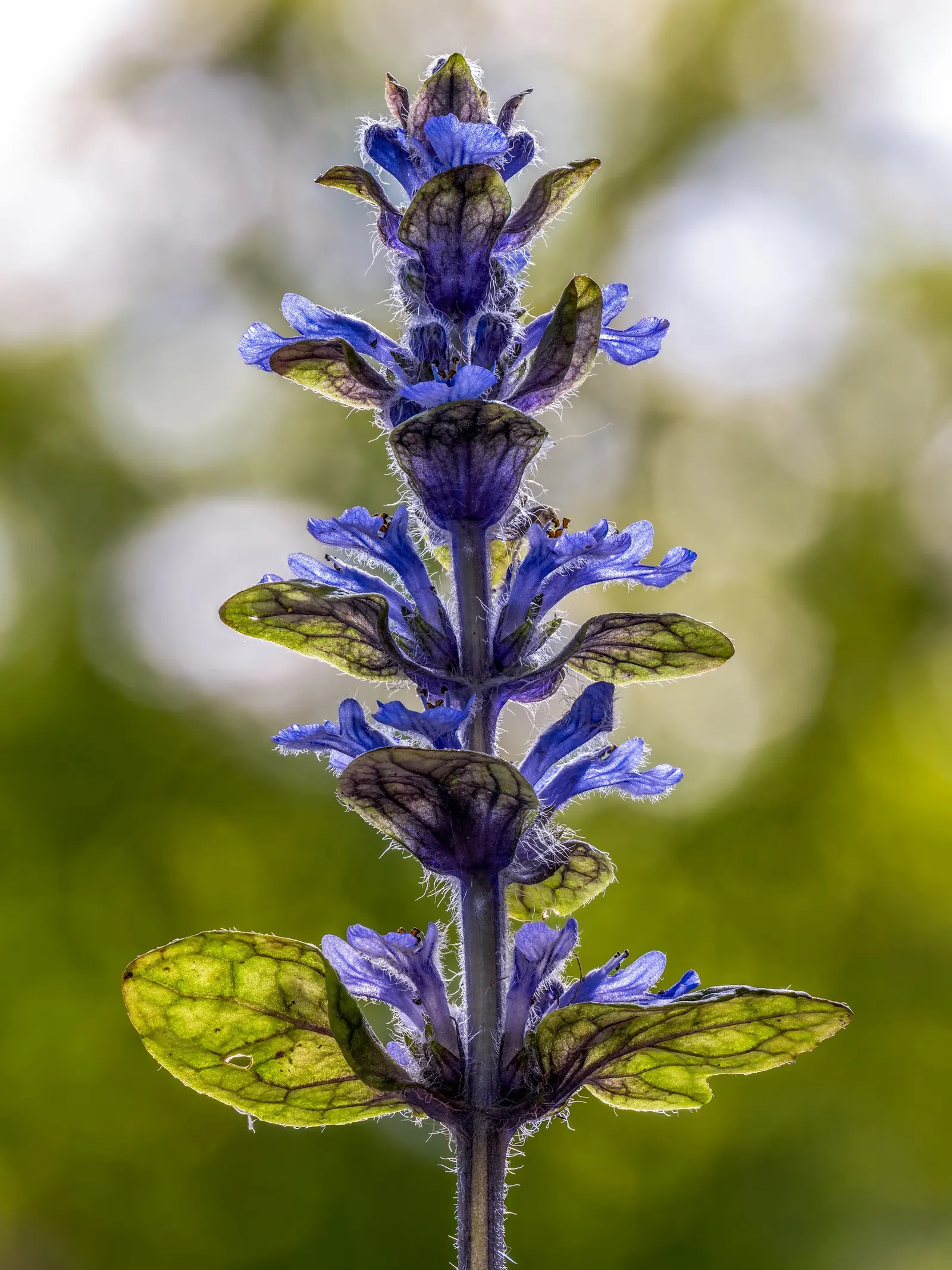 Carpet Bugle (Ajuga 'Blueberry Muffin') — For optimal vigor and spread, planting should be done on centers 12 to 15 inches apart; low-growing, image 87