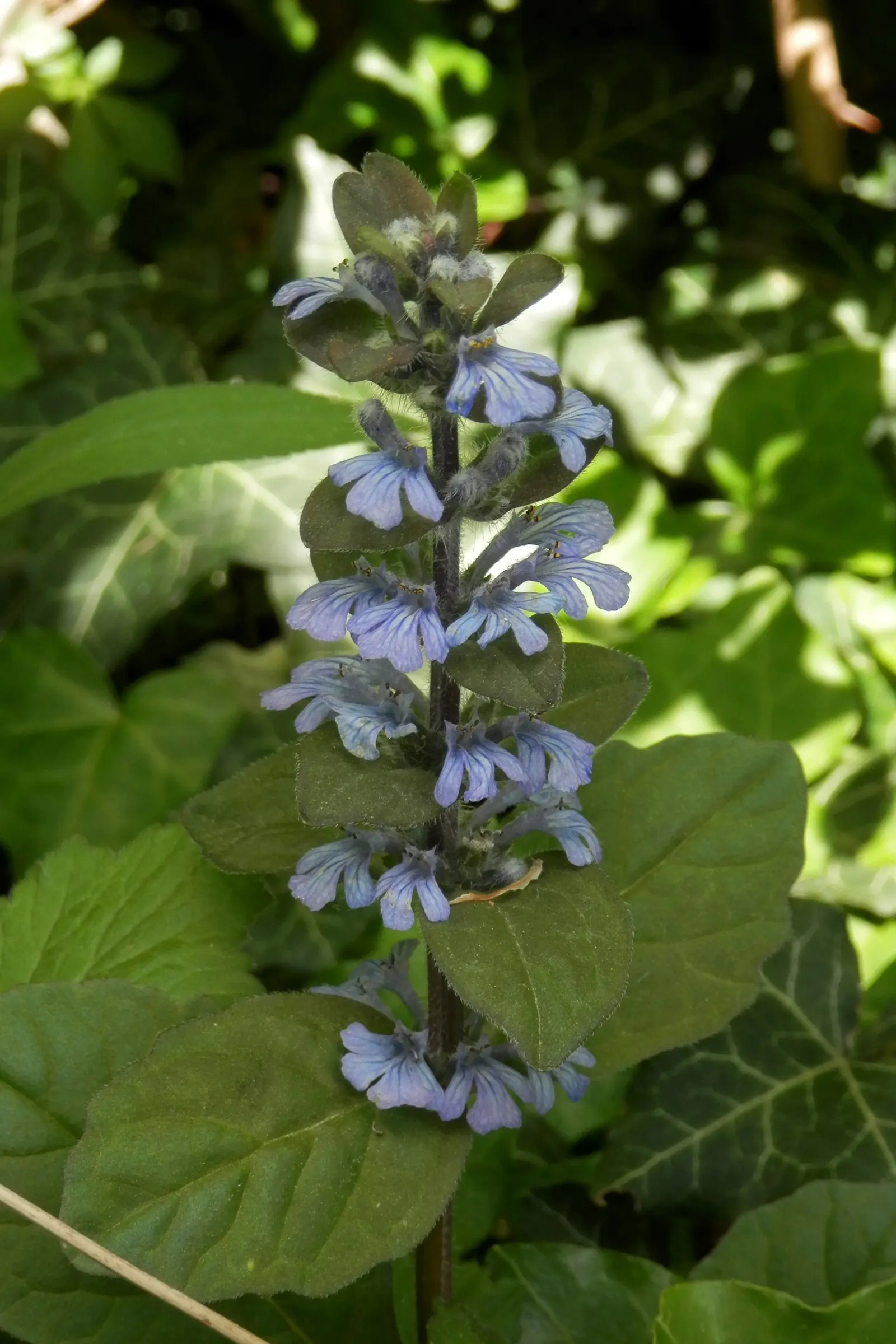 Carpet Bugle (Ajuga 'Blueberry Muffin') — low-growing perennial that adds a burst of color to any landscape design