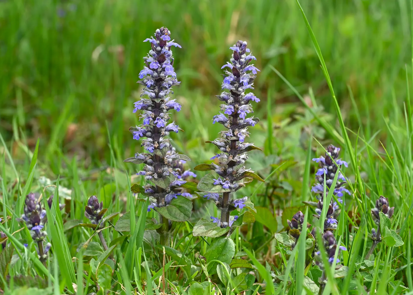 Carpet Bugle (Ajuga 'Blueberry Muffin') — making it an excellent choice for busy gardeners seeking a hassle-free planting; carpet bugle 'Blueberry, image 86