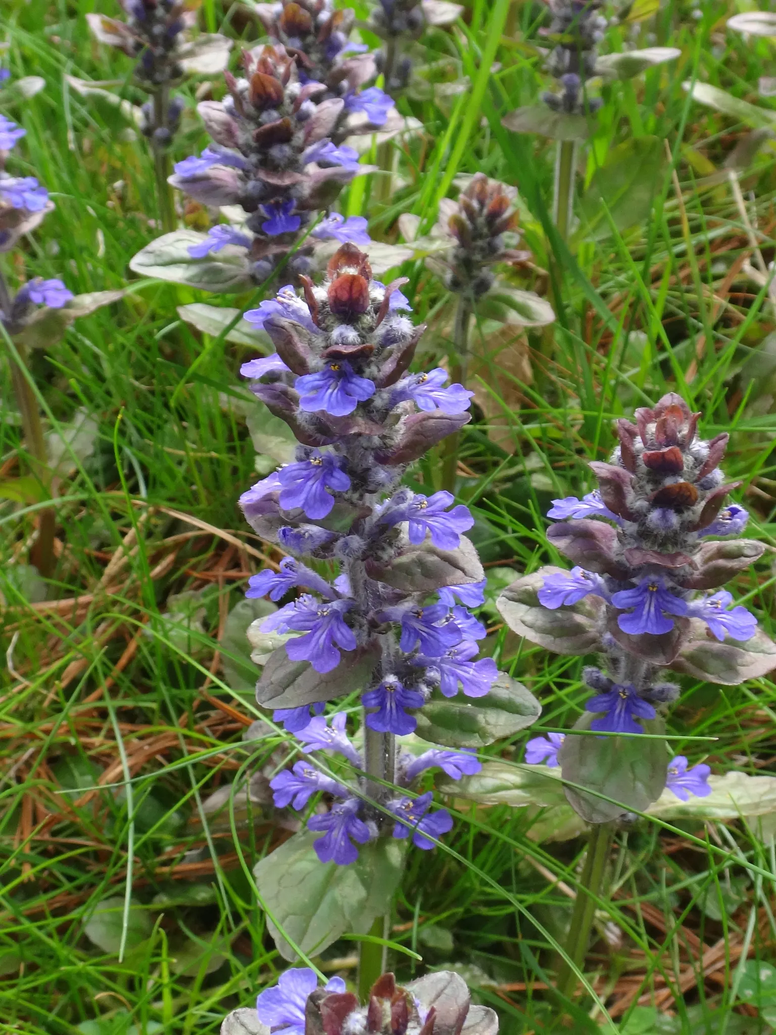 Carpet Bugle (Ajuga 'Blueberry Muffin') — blue flowers in the garden; ideal for shady spots, it requires minimal maintenance and is, image 90