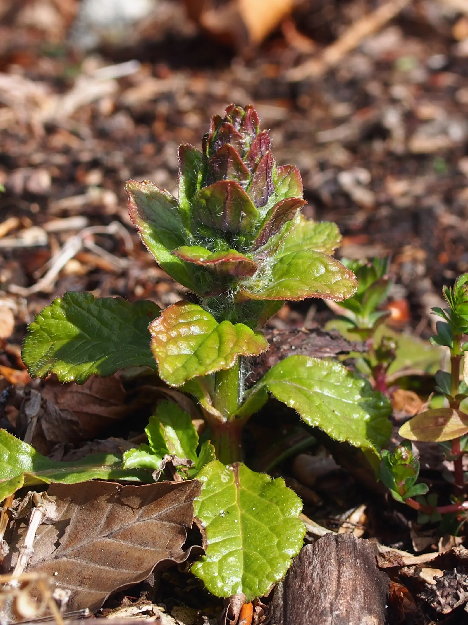 Carpet Bugle (Ajuga 'Blueberry Muffin') — making it an excellent choice for busy gardeners seeking a hassle-free planting; carpet bugle 'Blueberry Muffin'