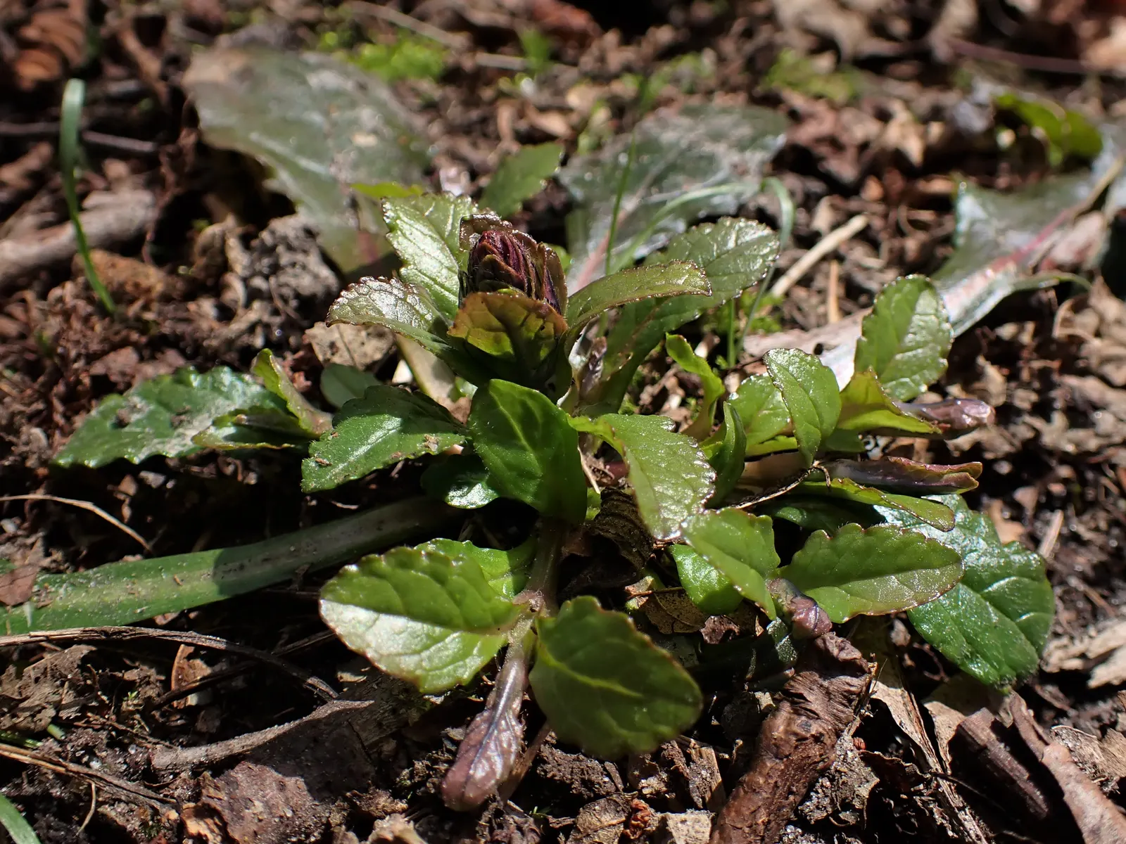 Carpet Bugle (Ajuga 'Blueberry Muffin') — This vigorous cultivar thrives in U.S