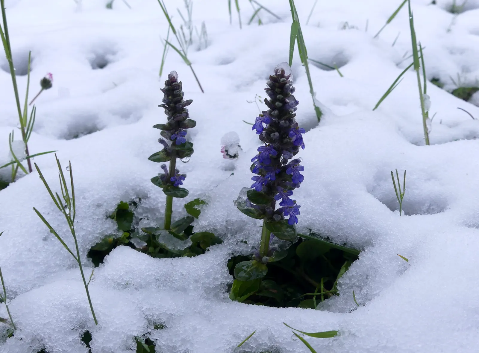 Carpet Bugle (Ajuga 'Blueberry Muffin') — making Ajuga 'Blueberry Muffin' a valuable addition to any client's garden; ground cover / perennial with, image 89